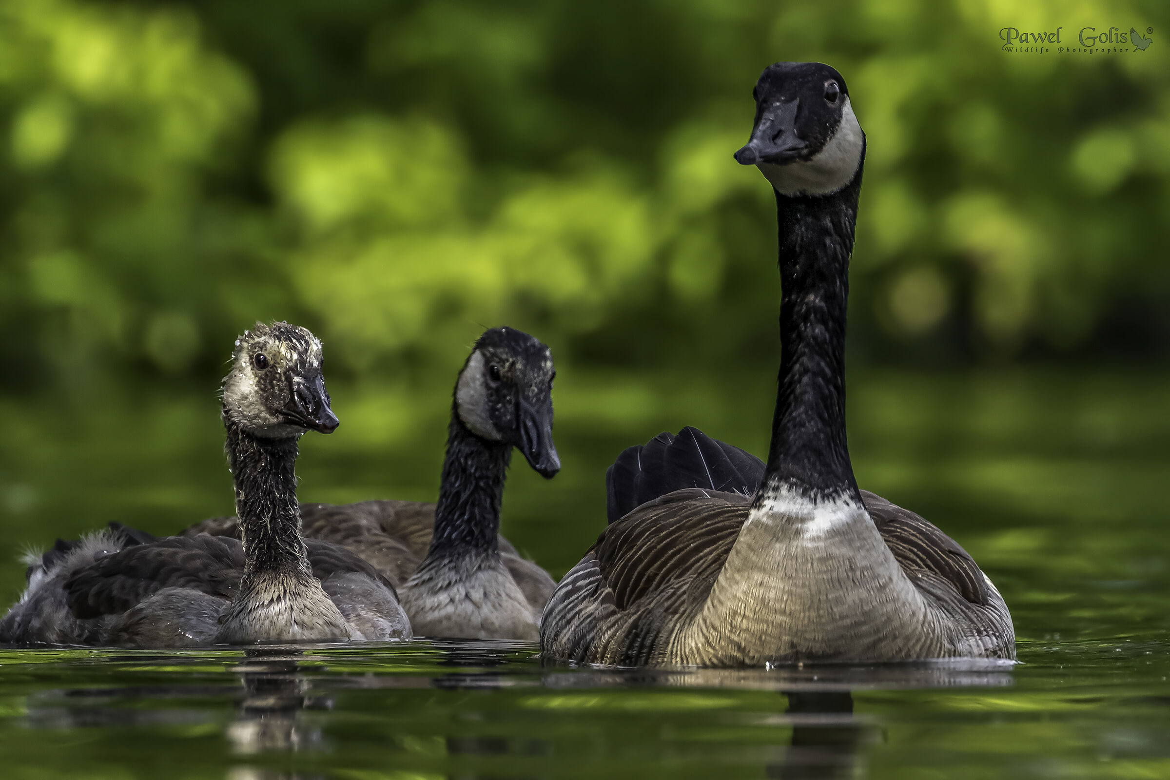 Oca canadese (Branta canadensis)