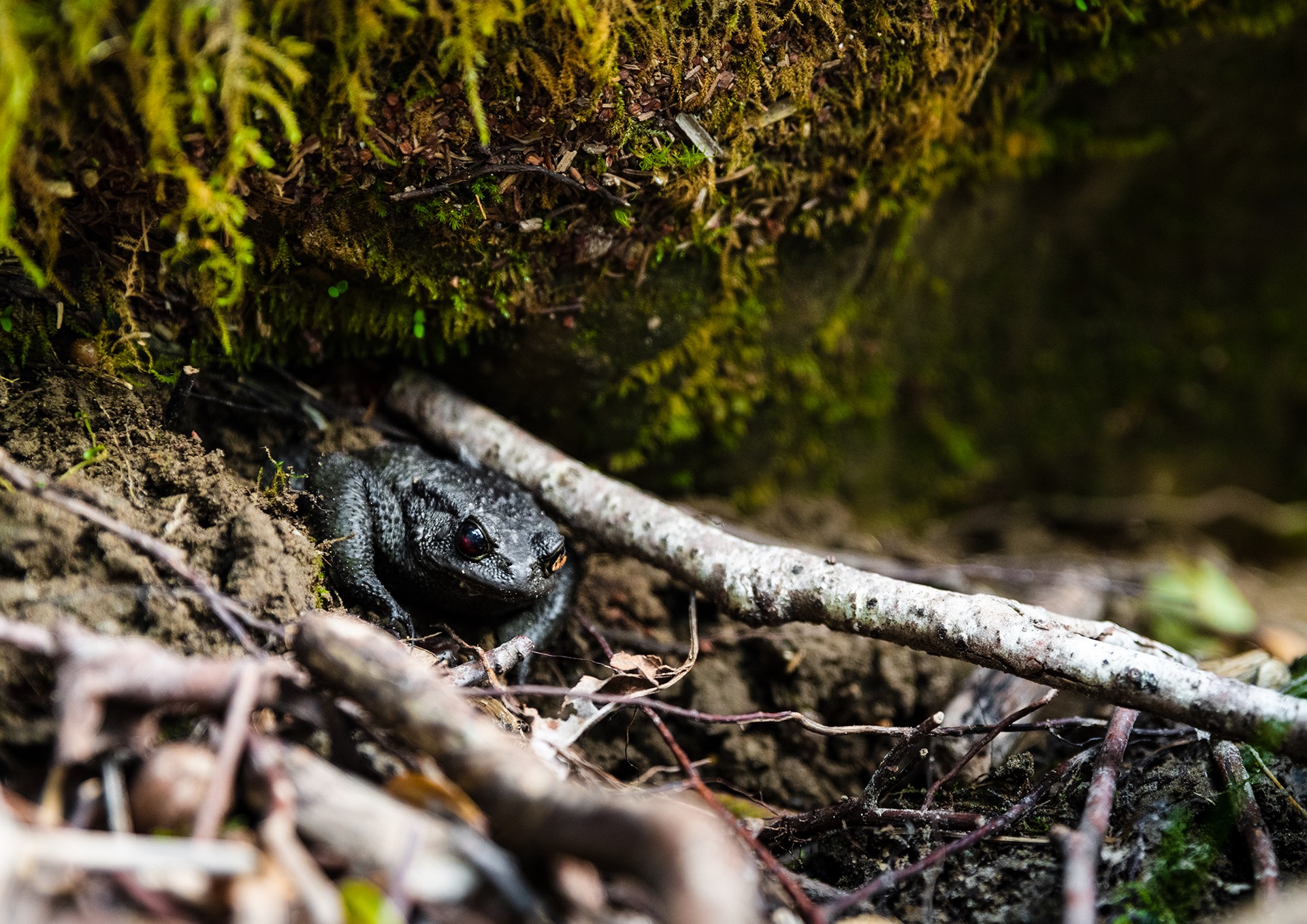 Incontri Georgiani I