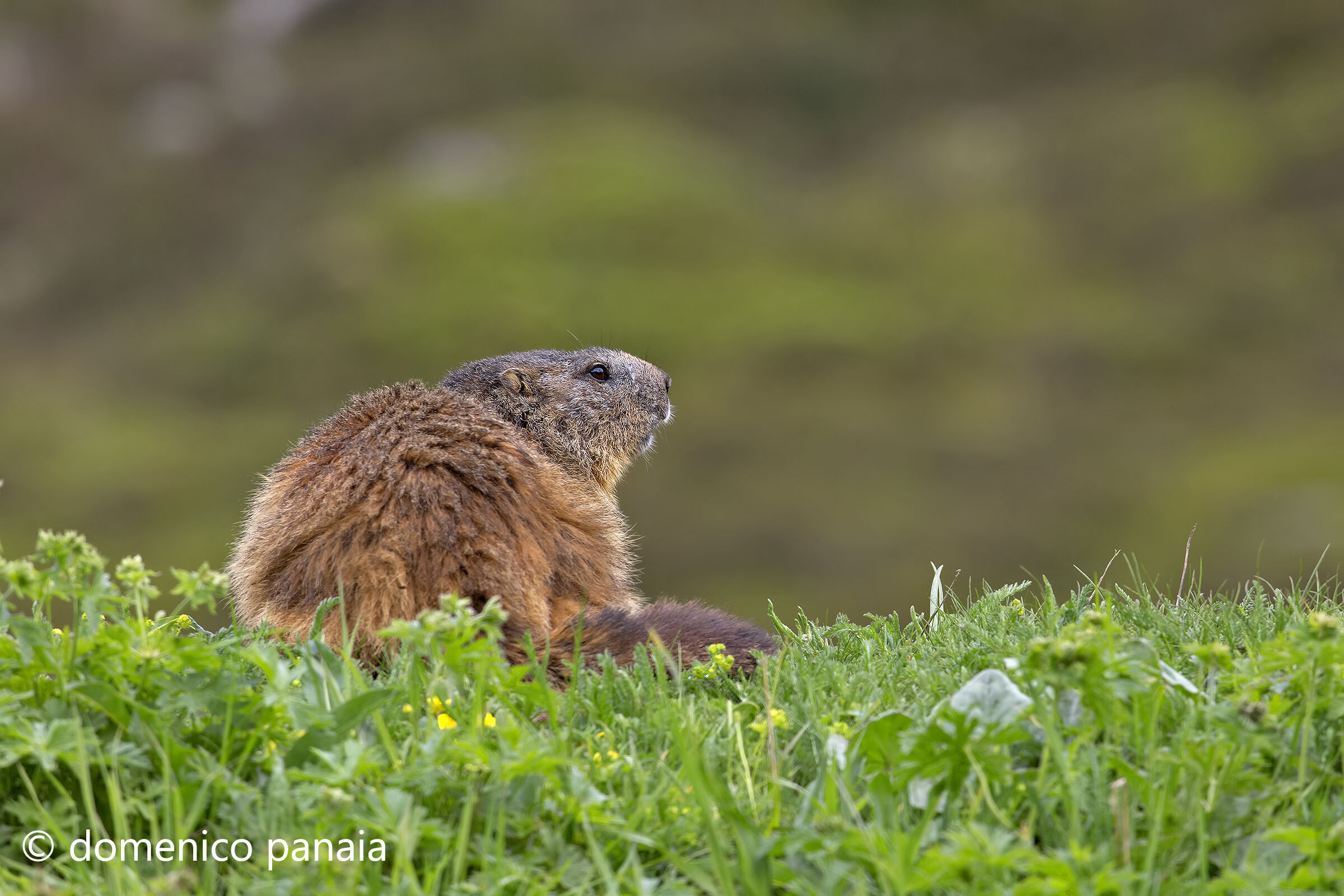 marmotta