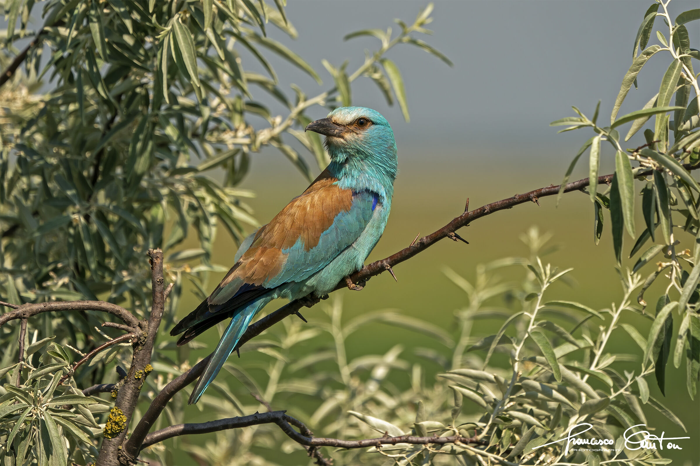 la ghiandaia marina in posa