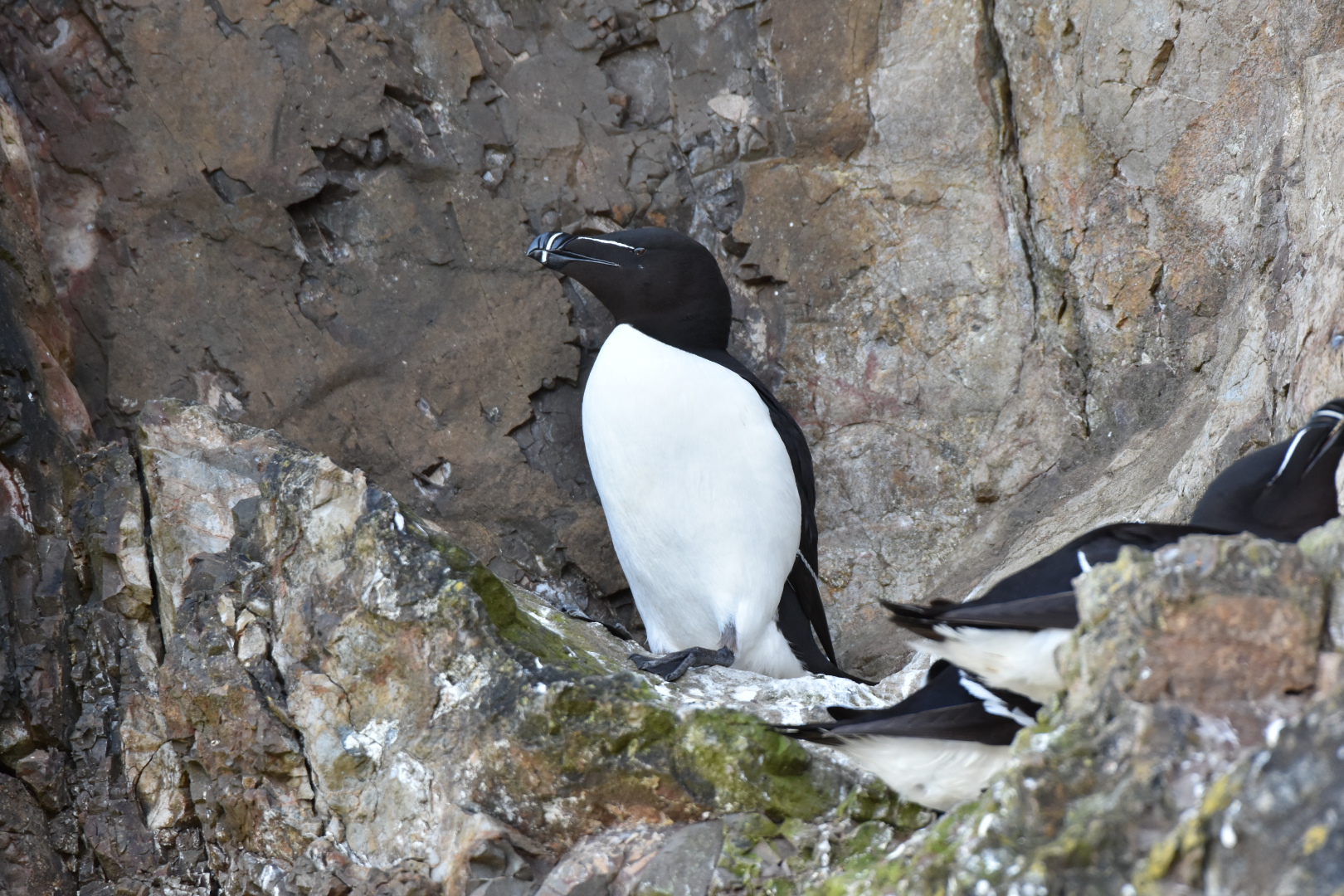 Gazza marina (Alca torda)