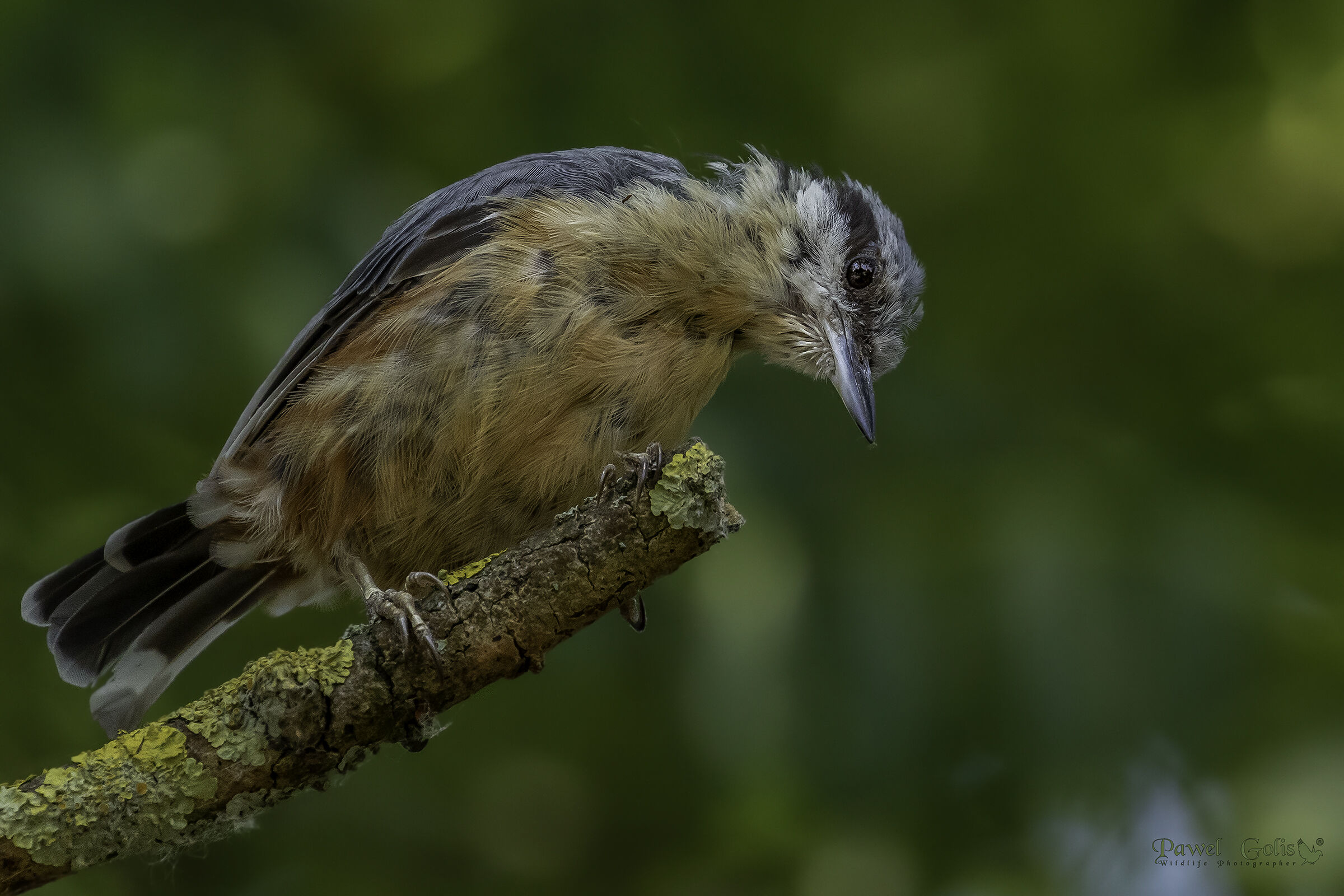 Nuthatch (Sitta europaea)