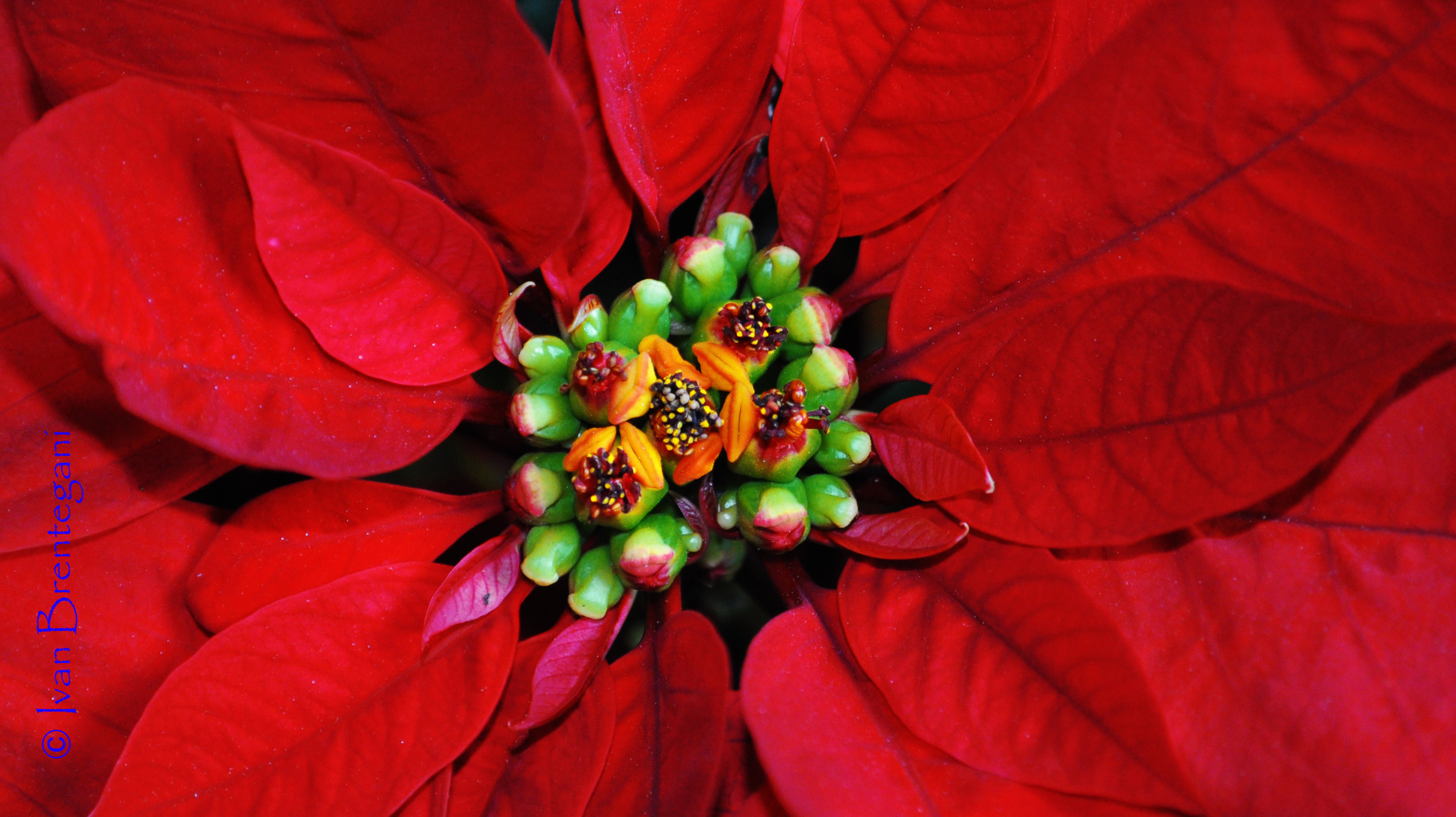 Euphorbia pulcherrima