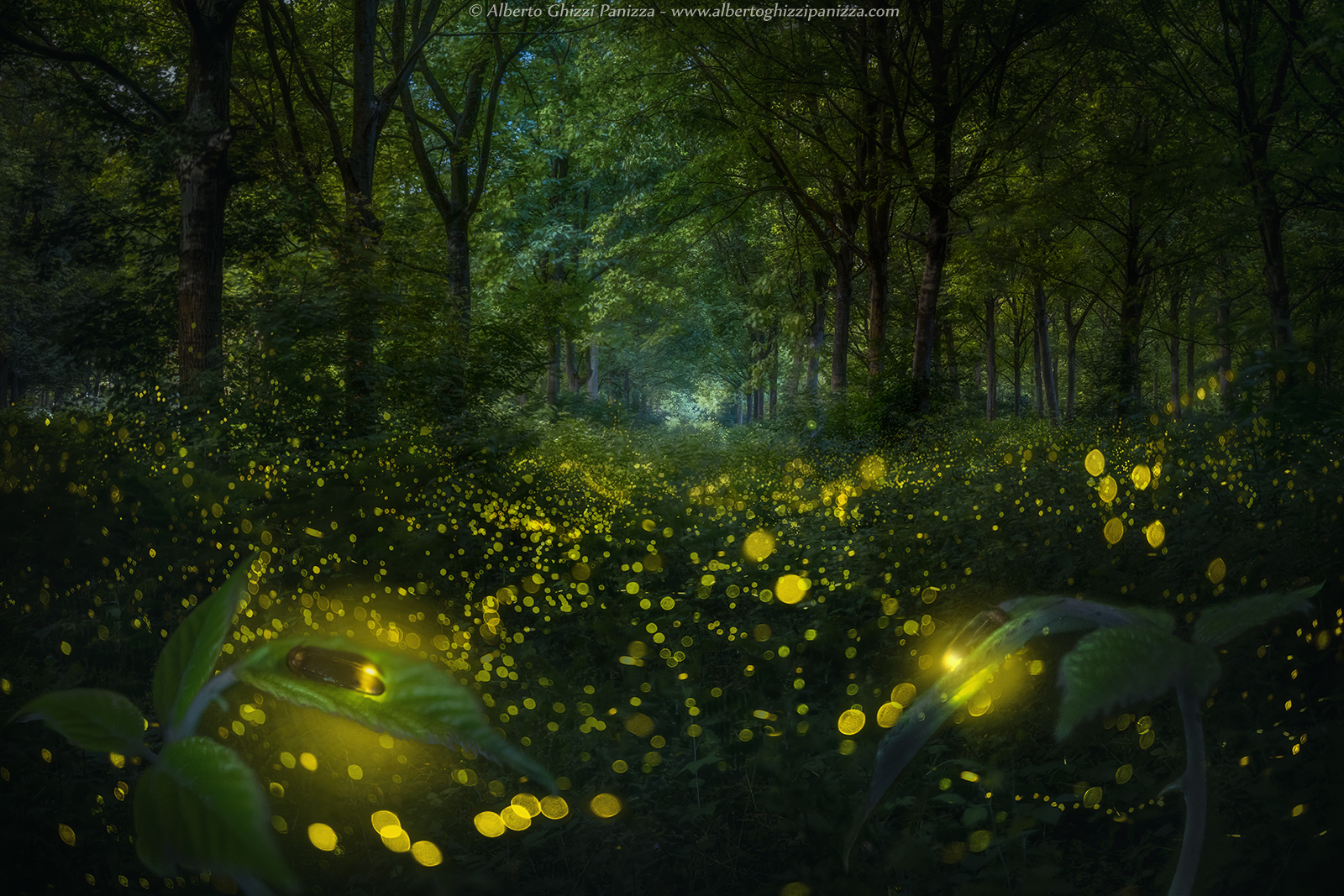 La magia si accende nel pioppeto