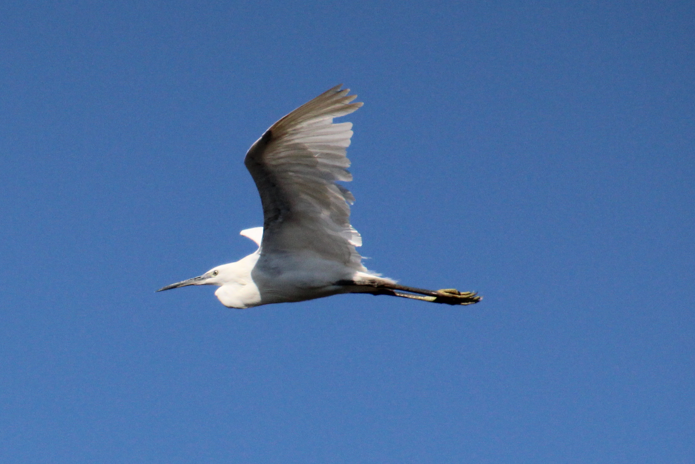 egretta garzetta