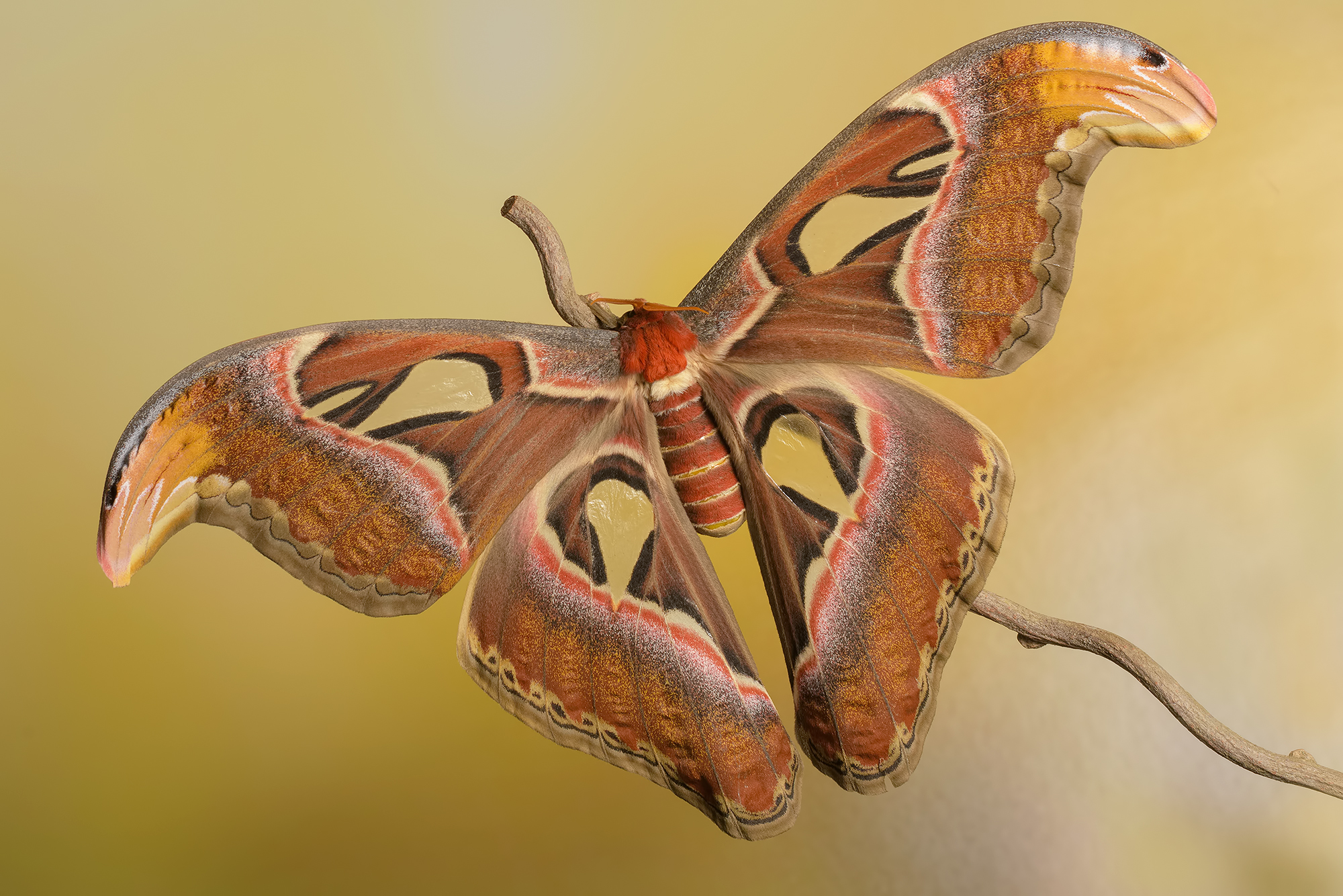 Attacus atlas femmina.