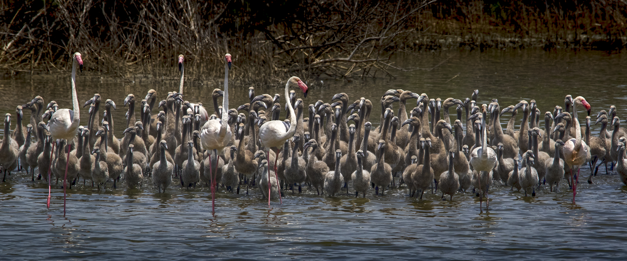 Oases of the Priolo Saline - nursery pink flamingos