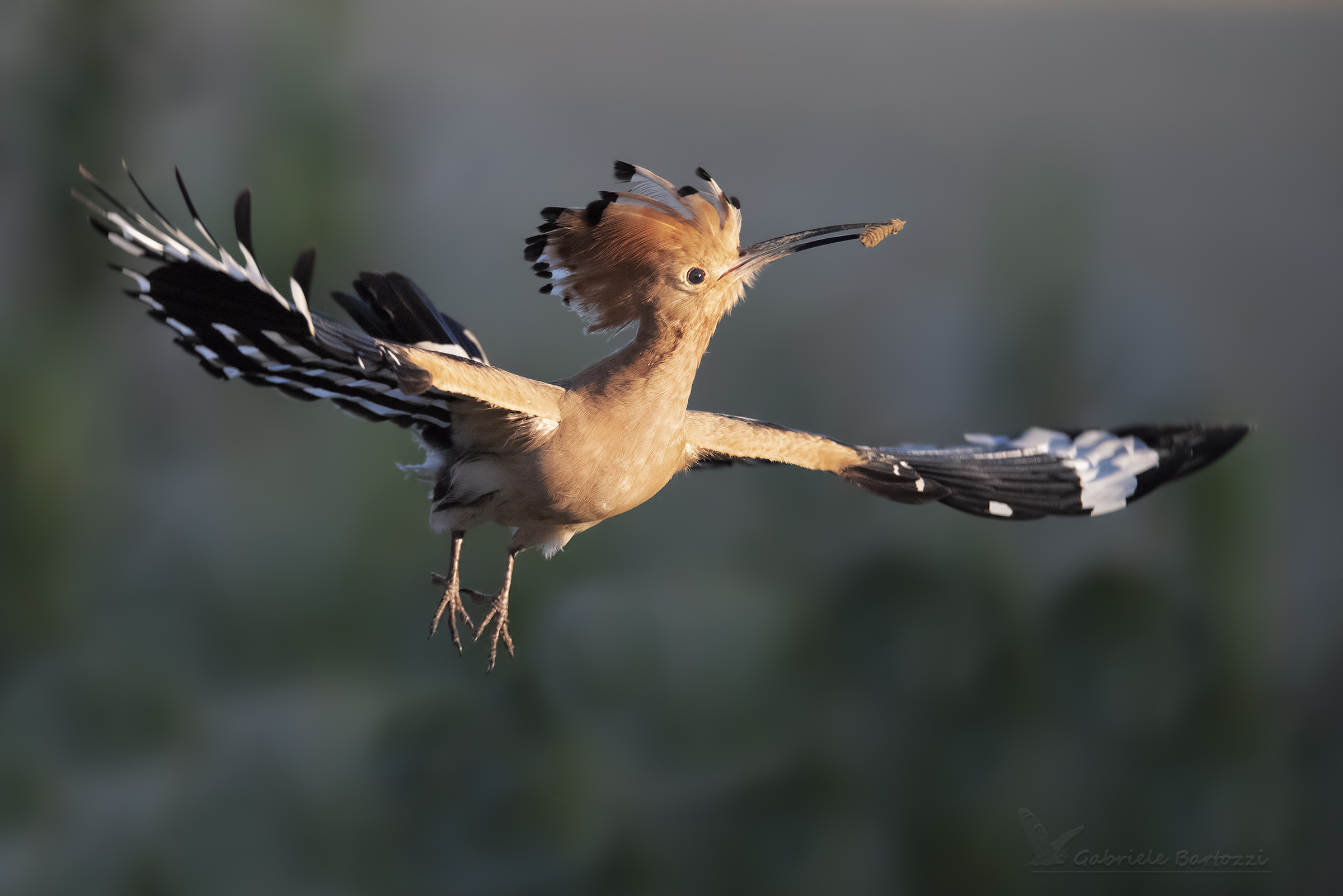 Hoopoe
