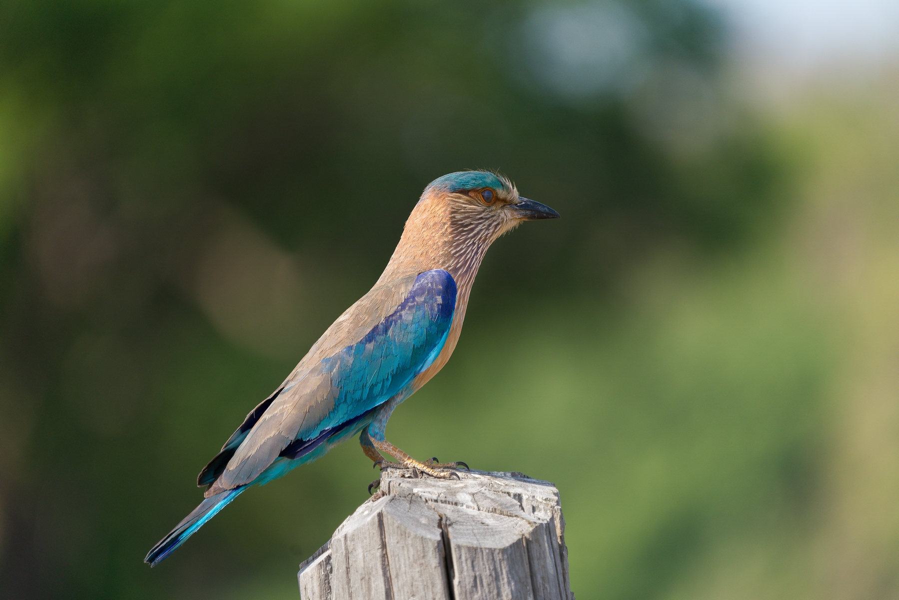 Indian sea jay