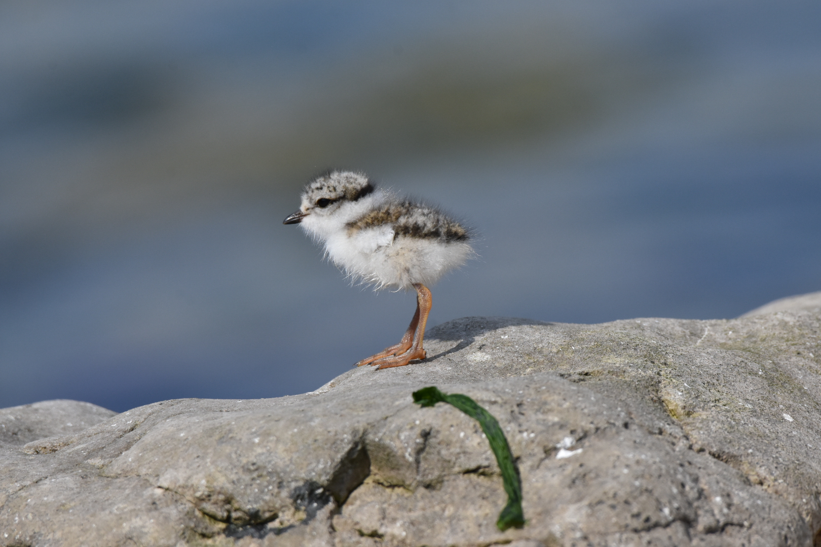 Un piccolo corriere grosso