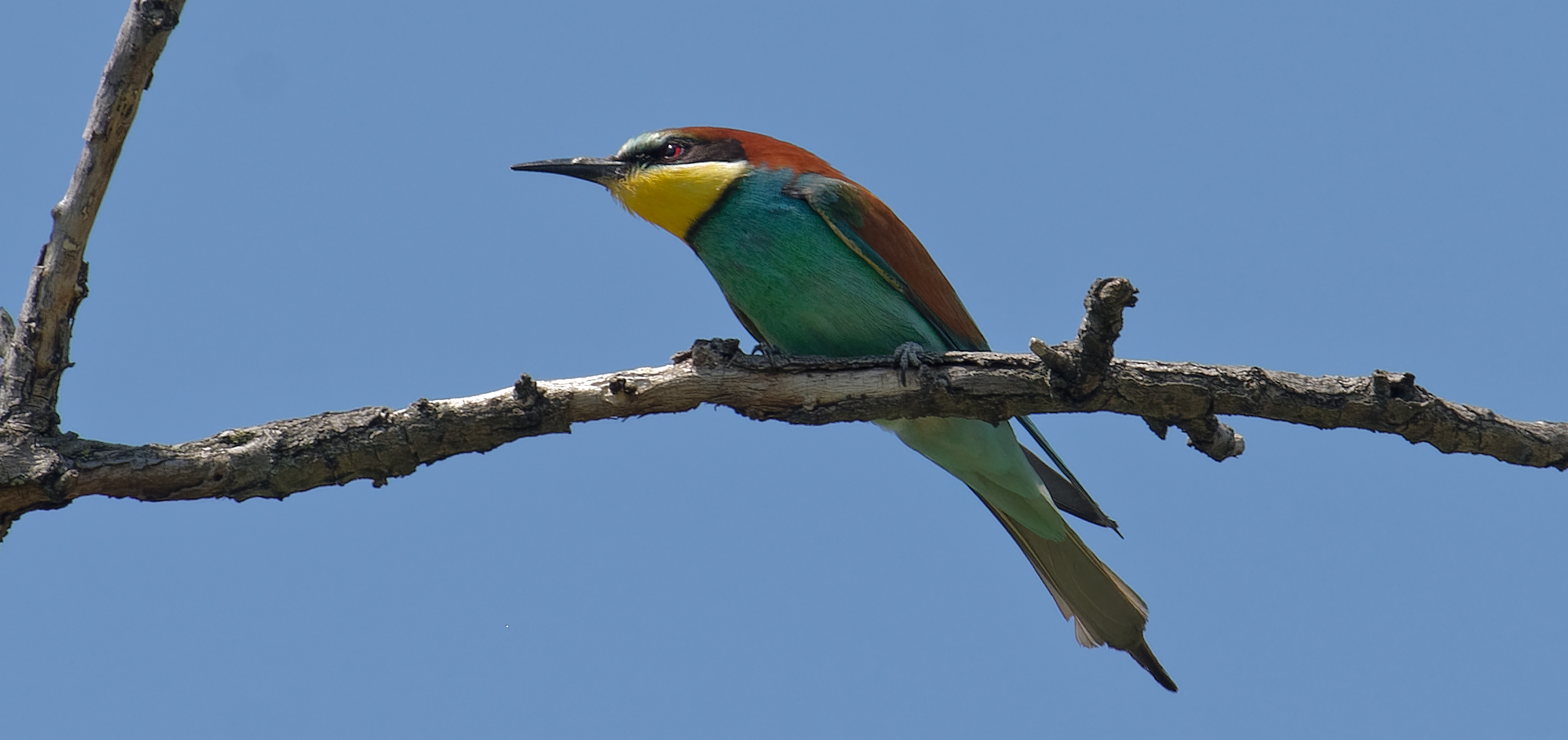 Merops Apiaster