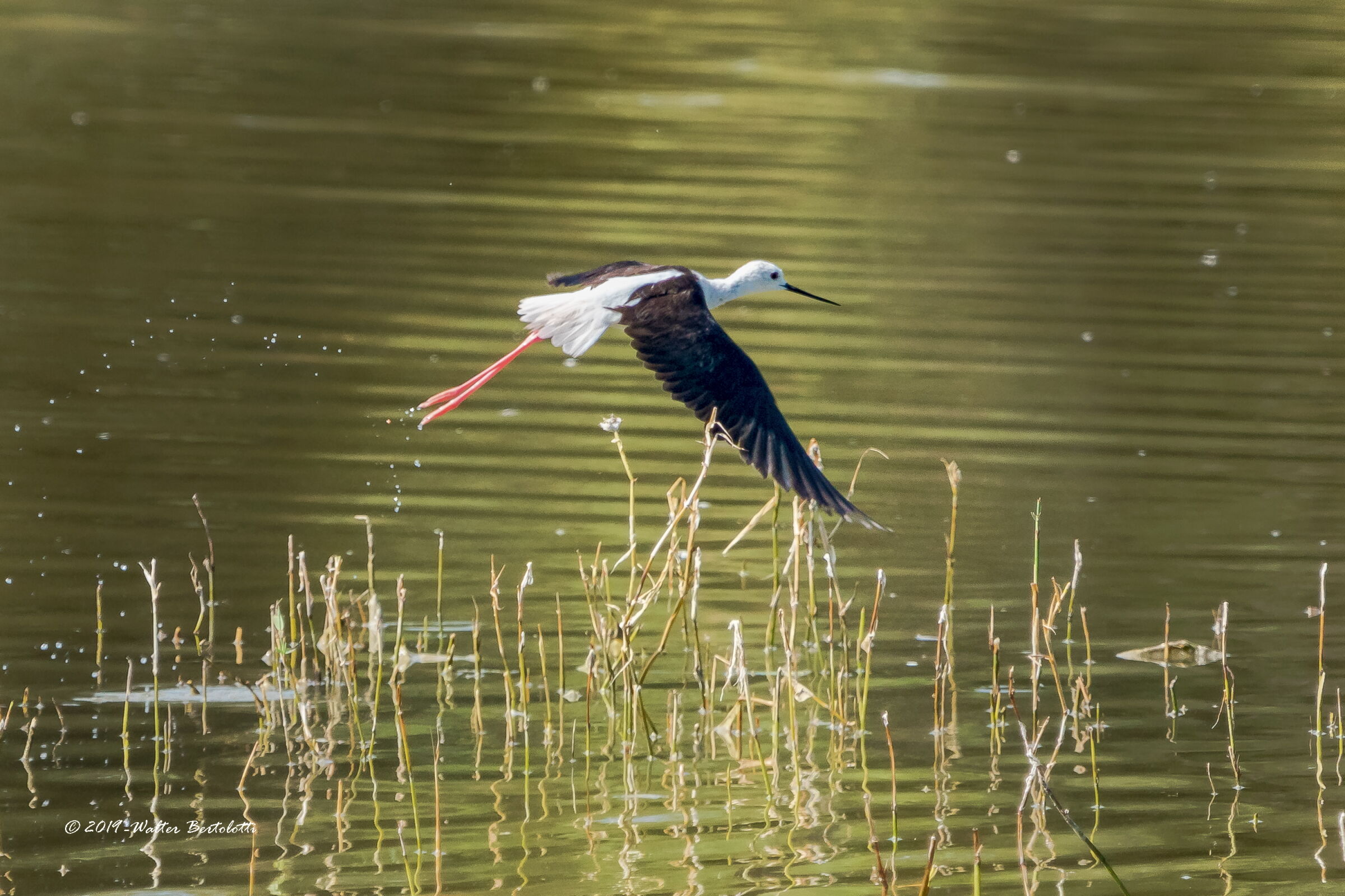 la vita nel canneto-cavaliere d'italia