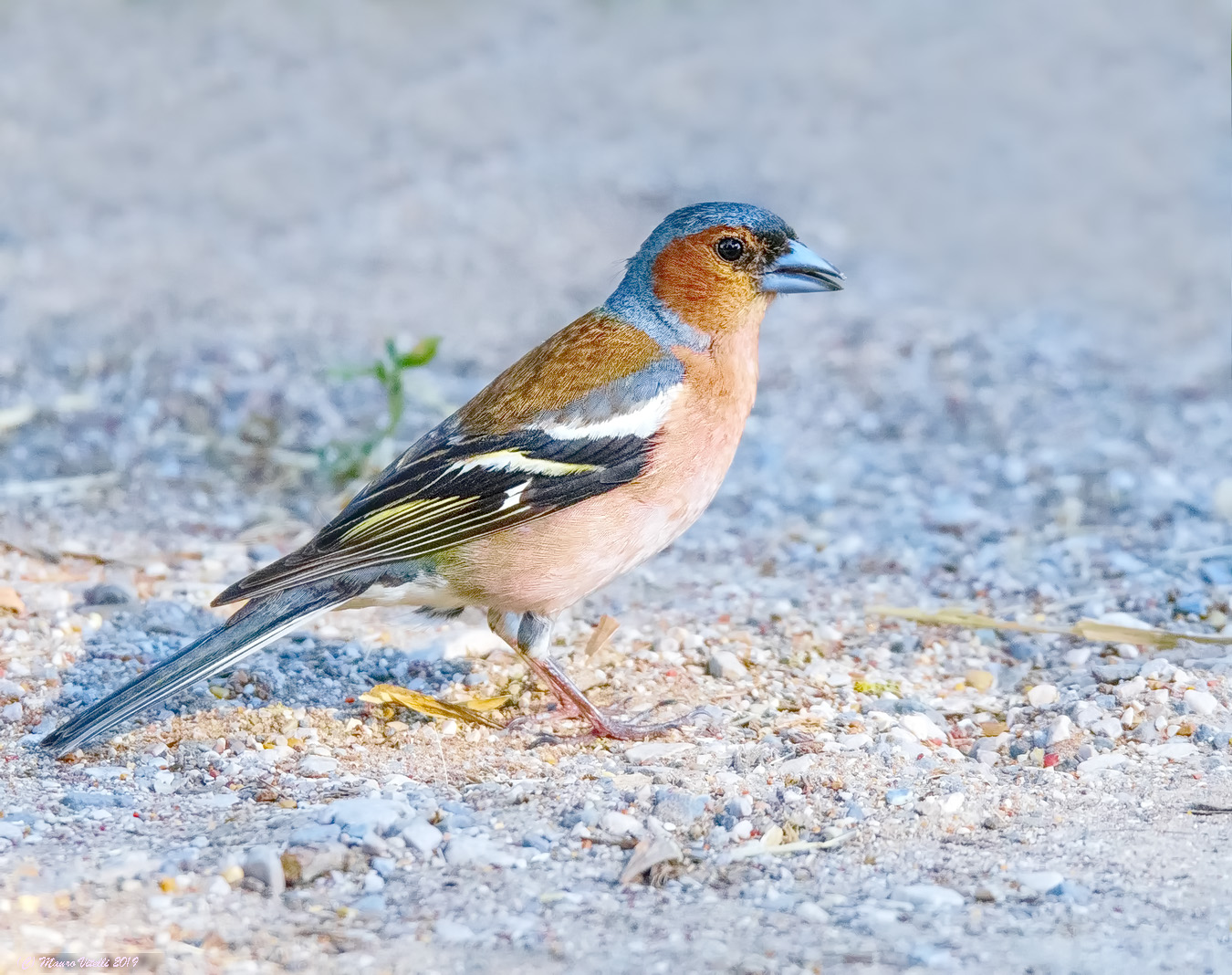 Finch (Fringilla coelebs)