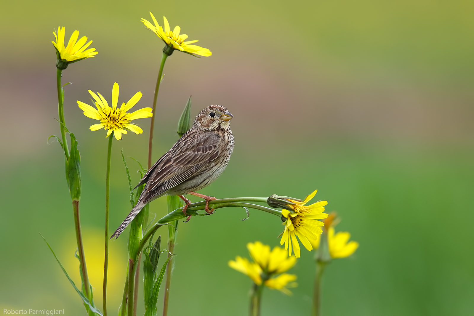 Strilloand and Flowers Part Ii