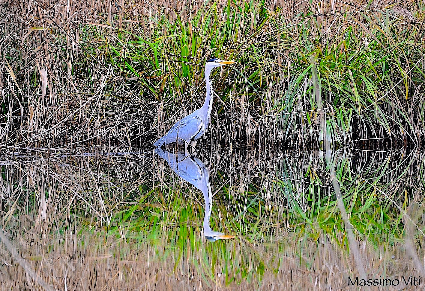 " Riflessi "  Airone cenerino