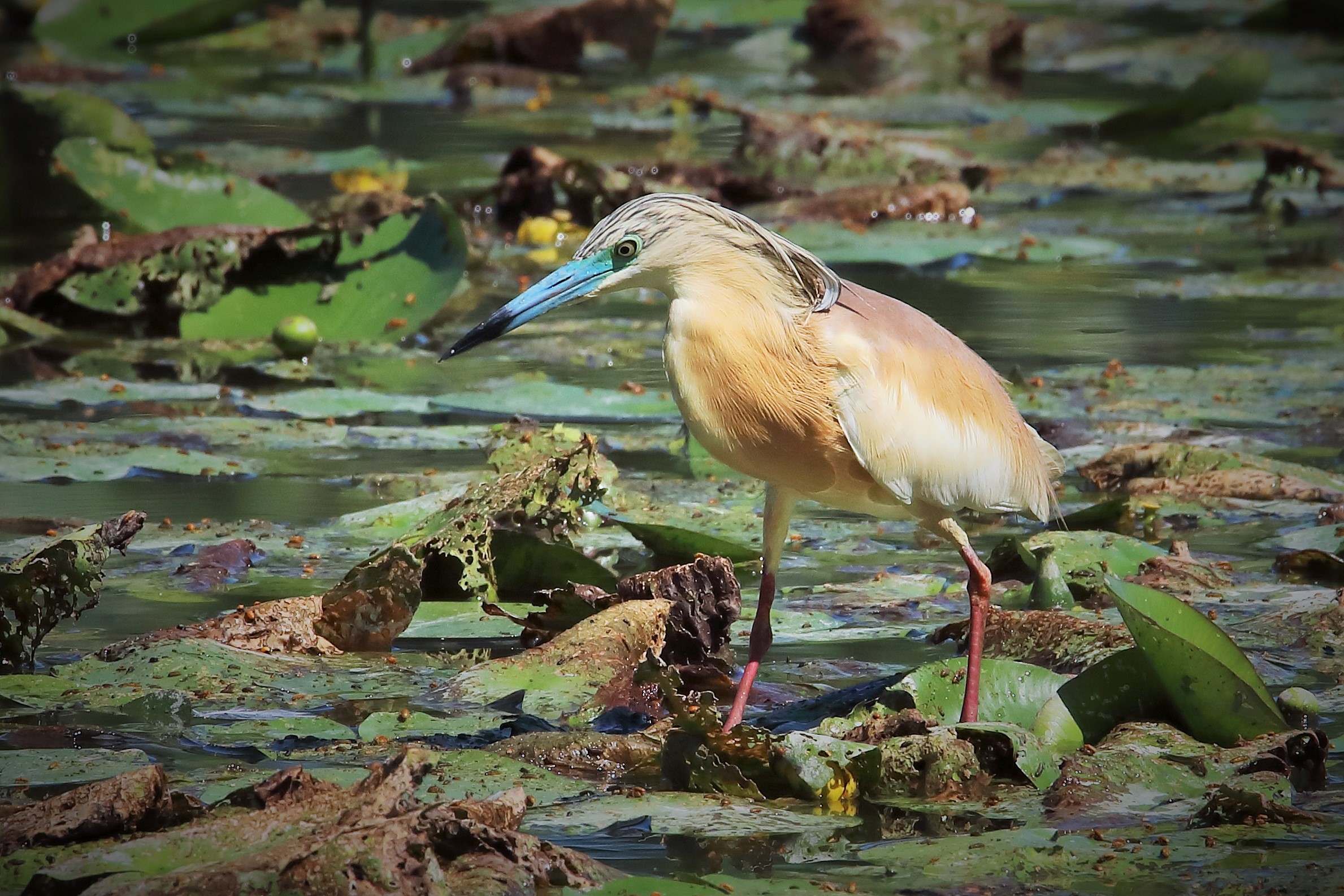what a watchful look