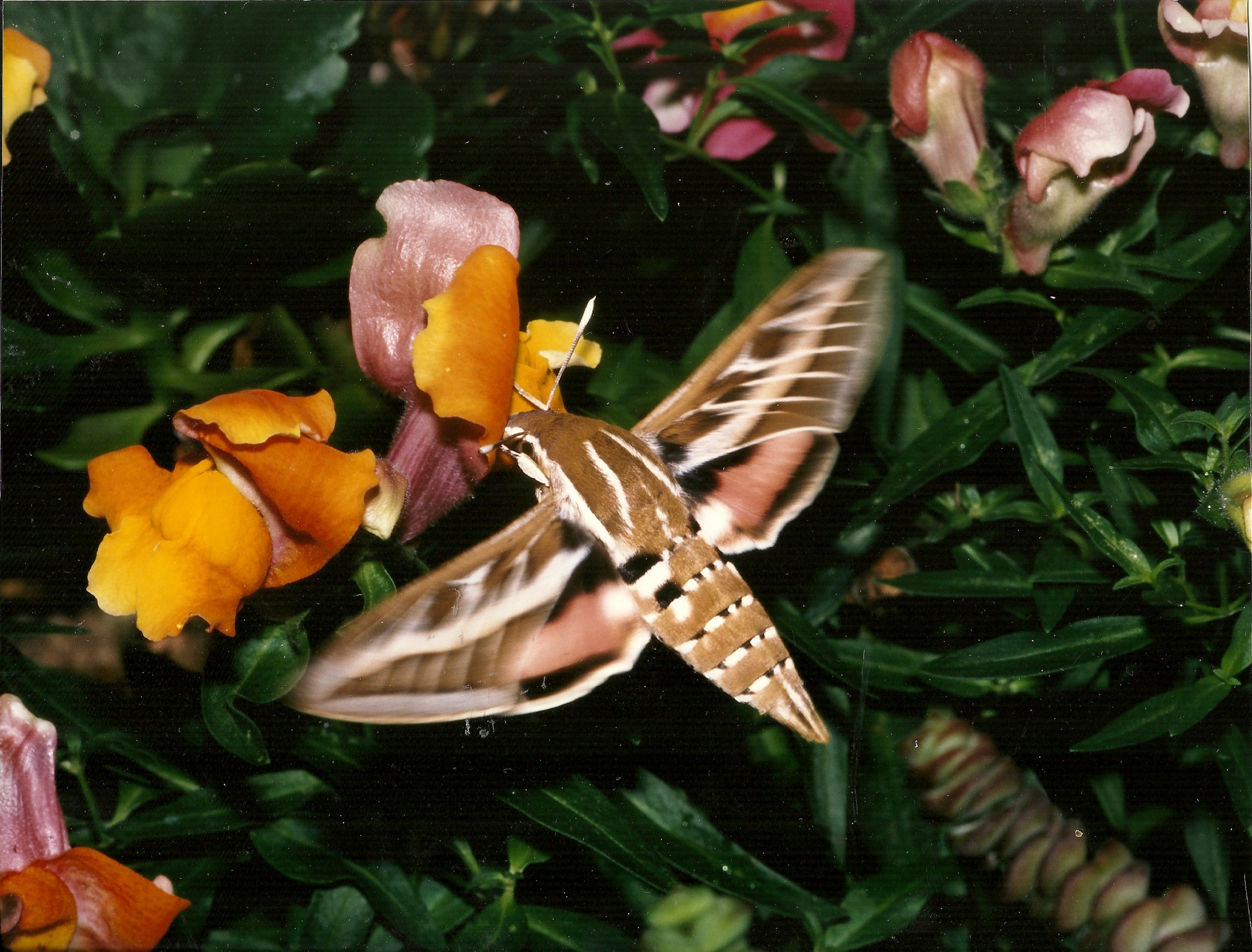 Hyles livornica agosto 2007