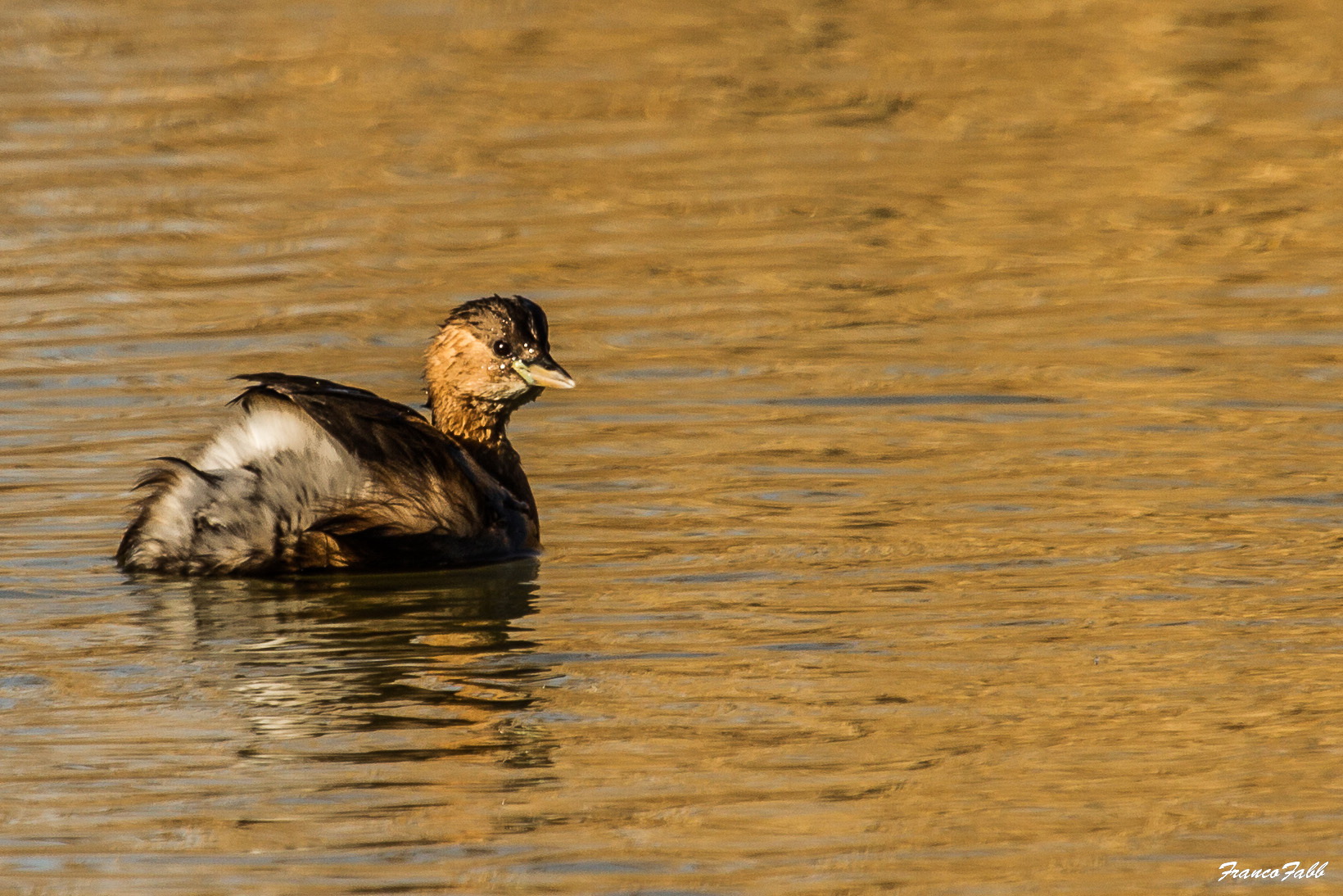 Little Grebe