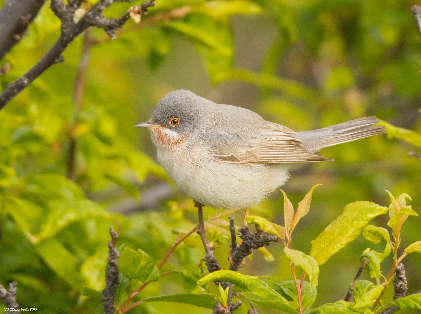 Common Sterpazzolin (Sylvia cantillans)