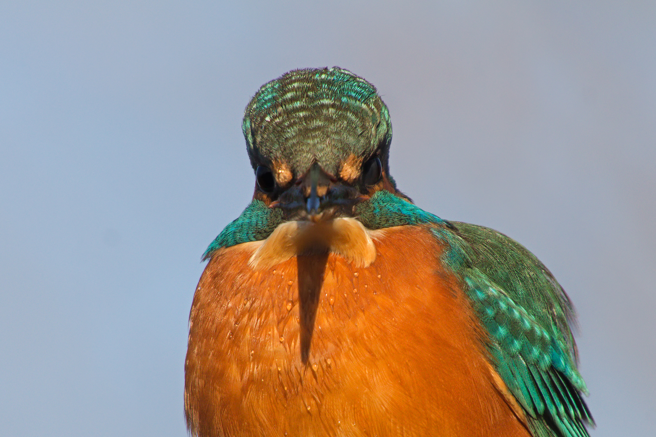 Kingfisher (Alcedo atthis)