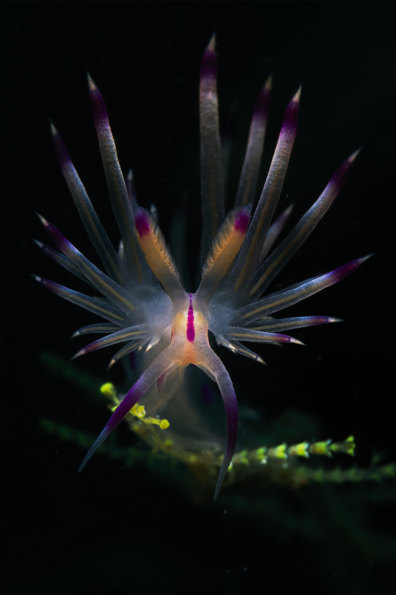 flabellina sp.