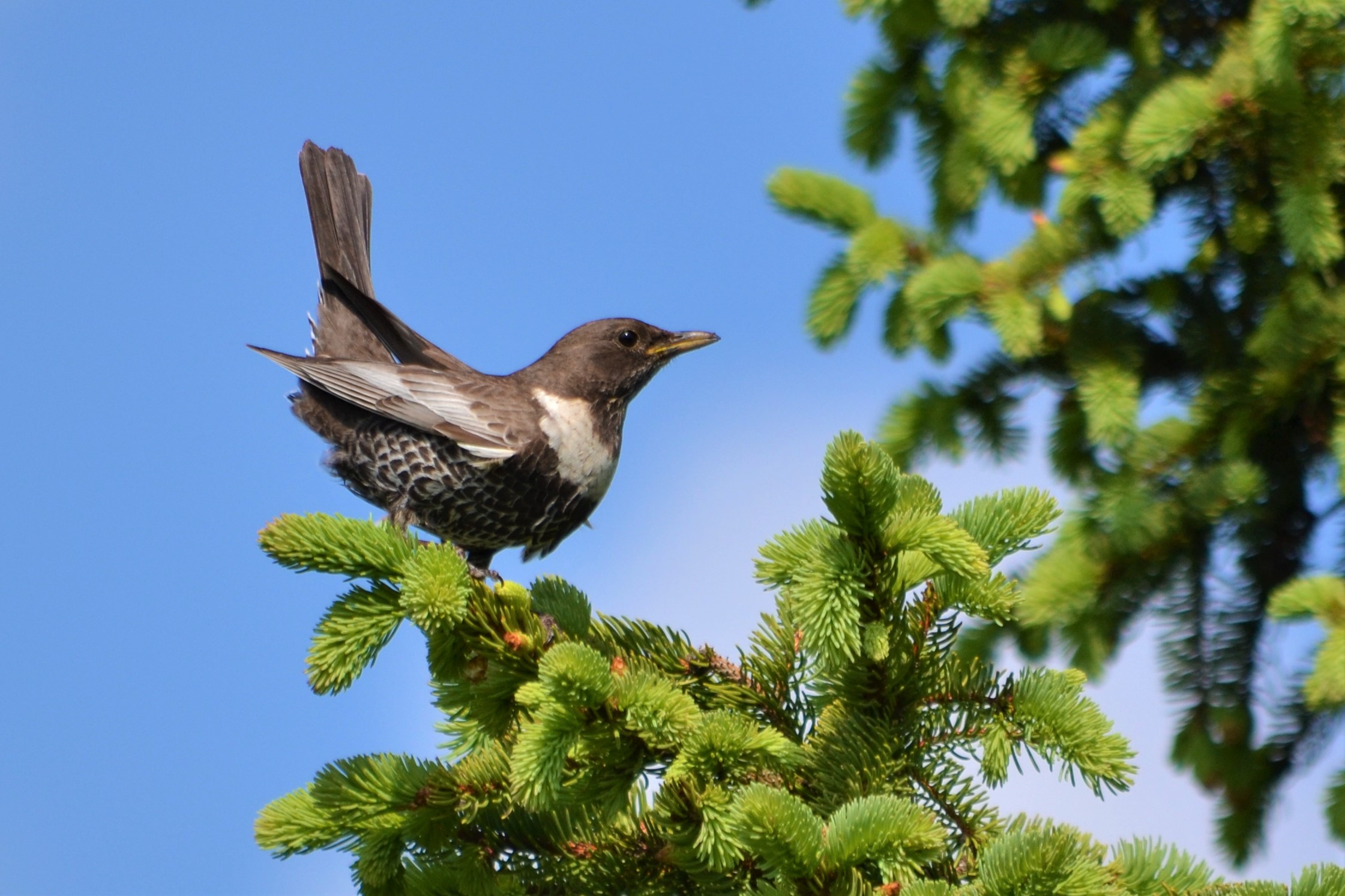 Collared blackbird