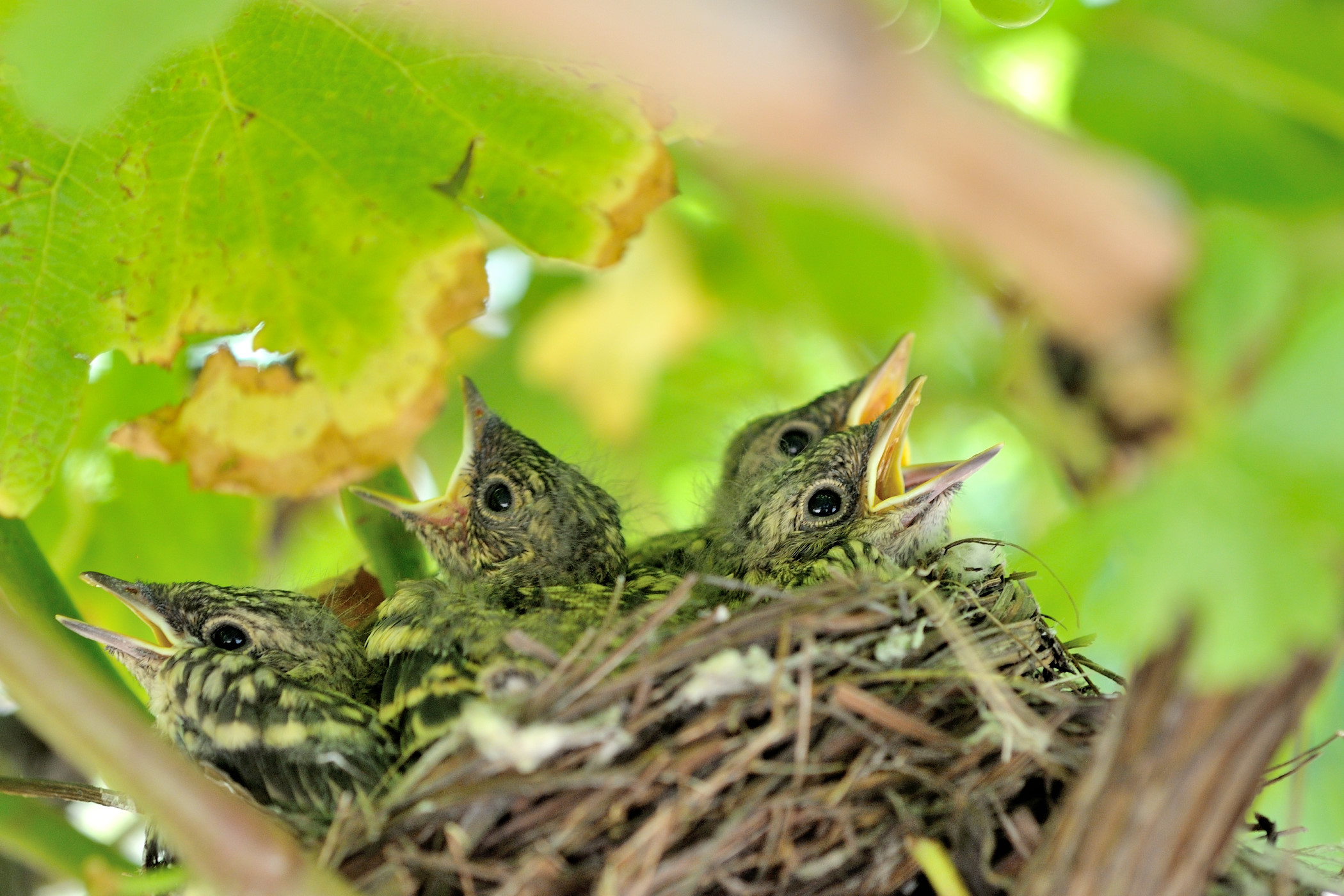 Four tender... and hungry