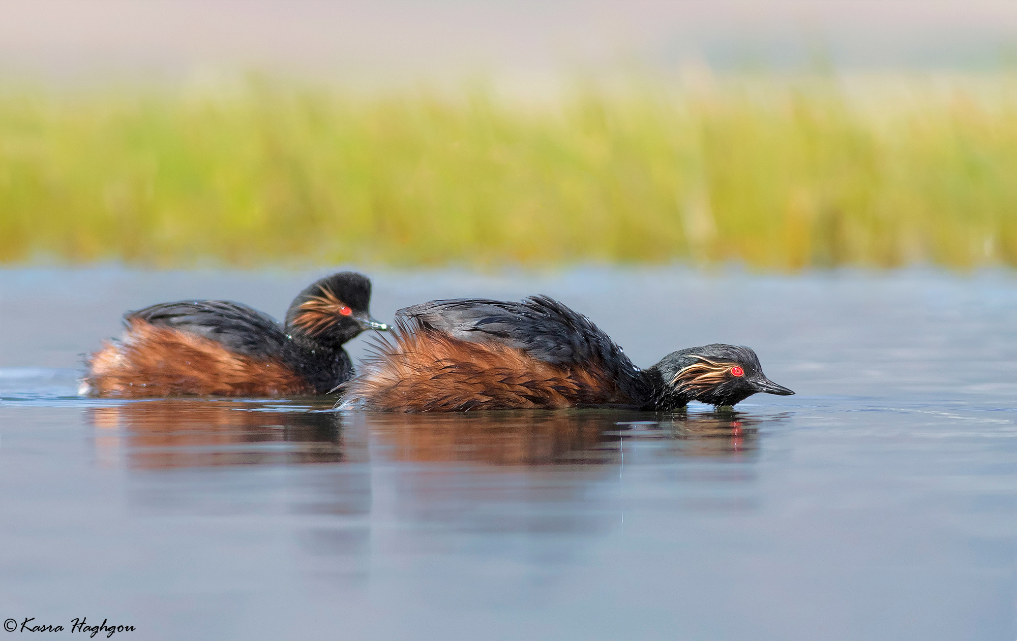 Black-necked Grebe