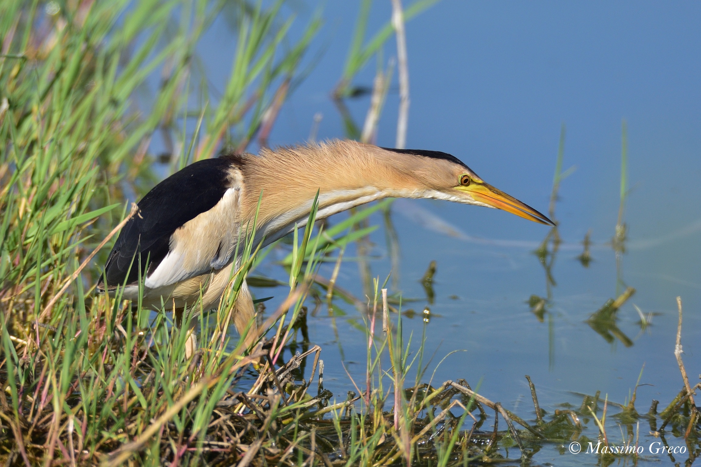Tarabusino (Ixobrychus minutus)
