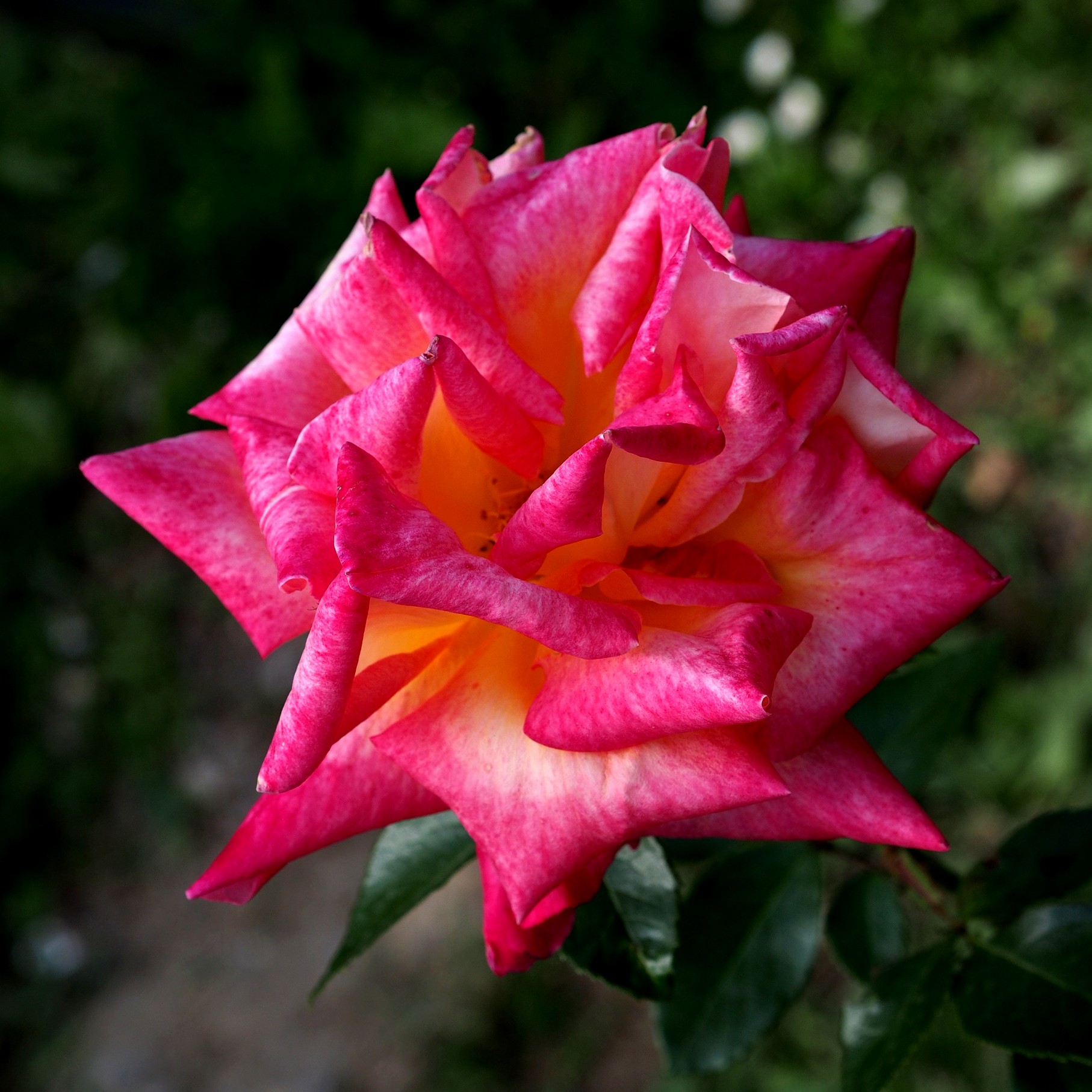 Firenze, il giardino delle rose 15
