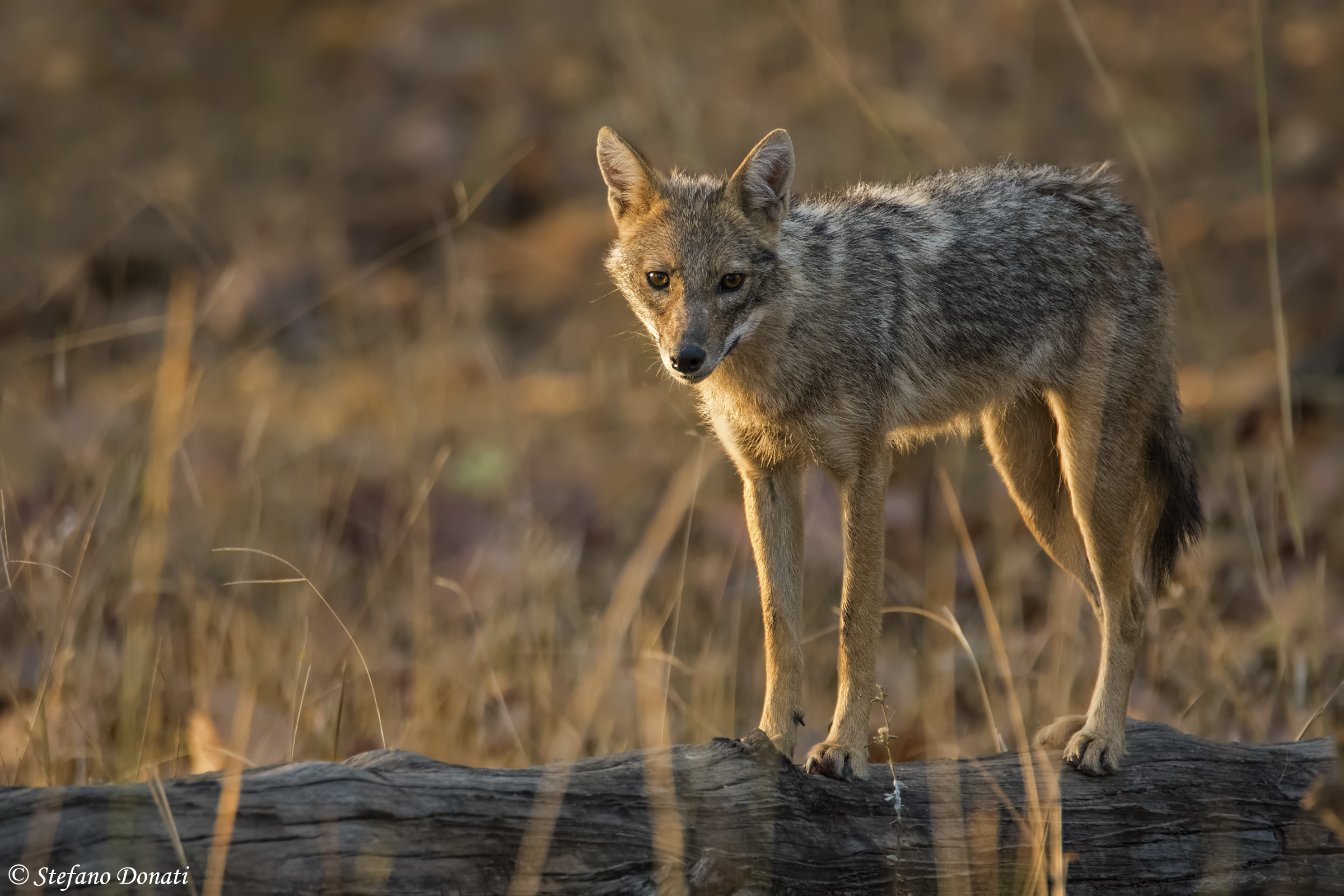 Golden jackal with golden light