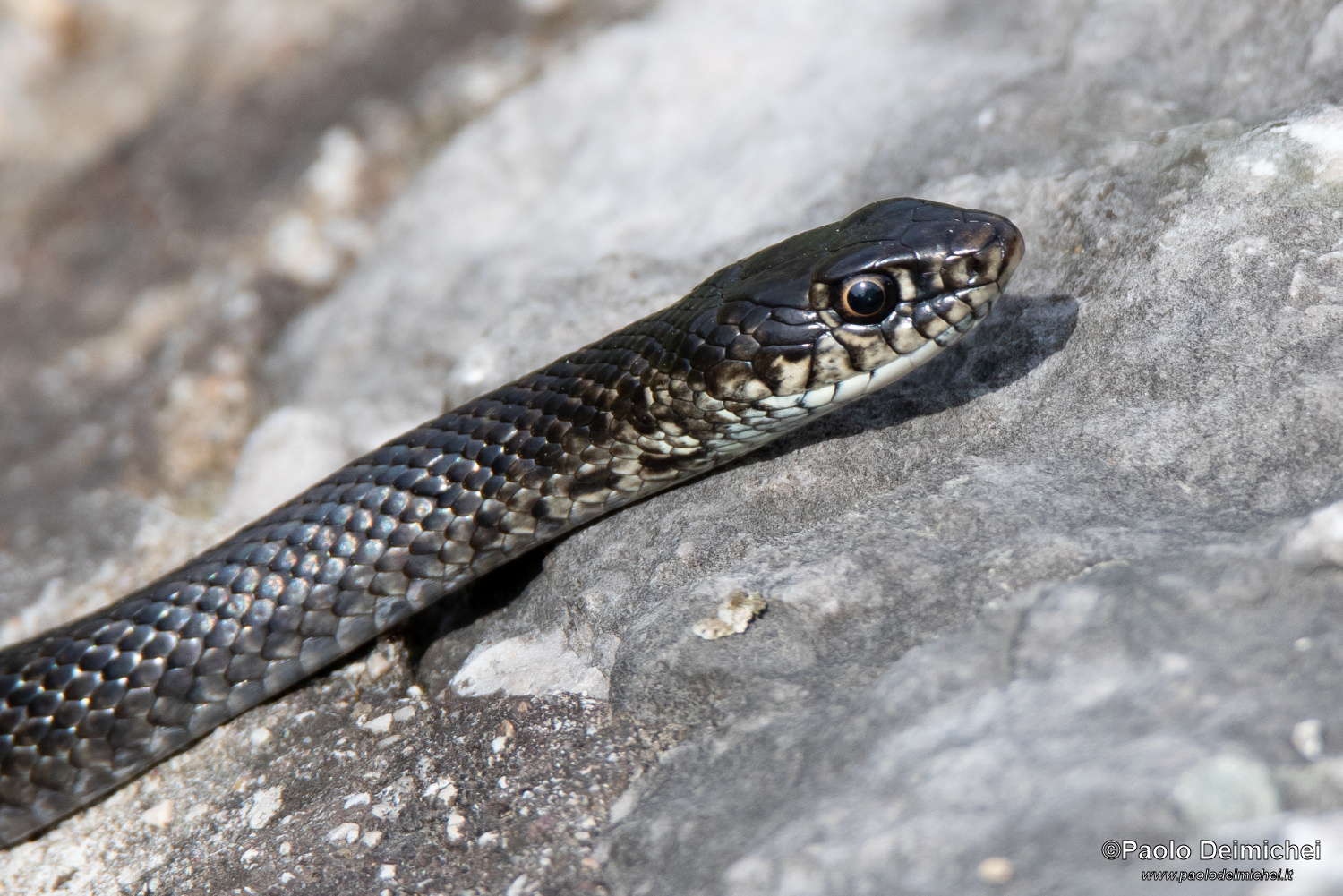 Black biacco with zoomed-out