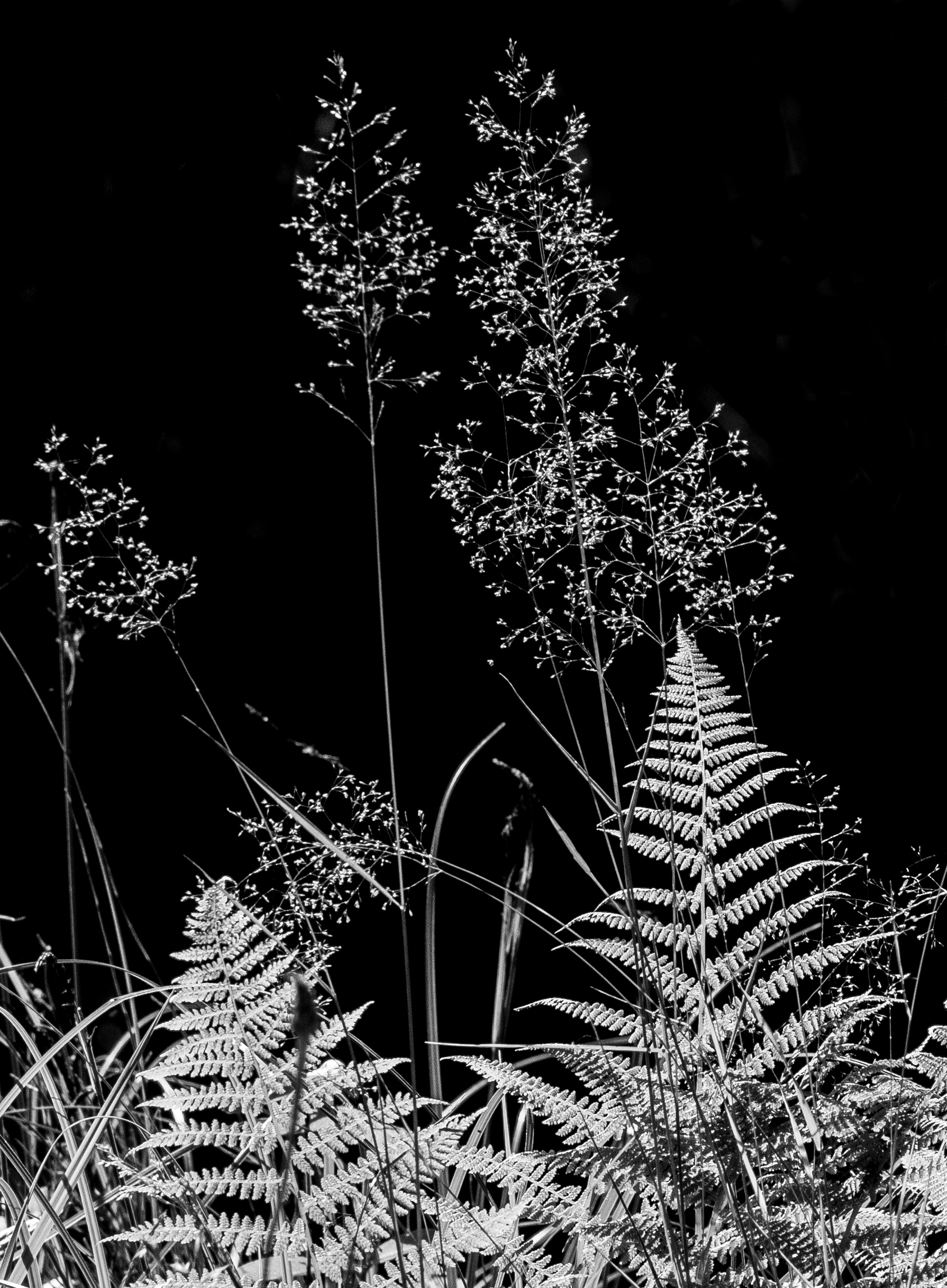 Riva di stagno black&white