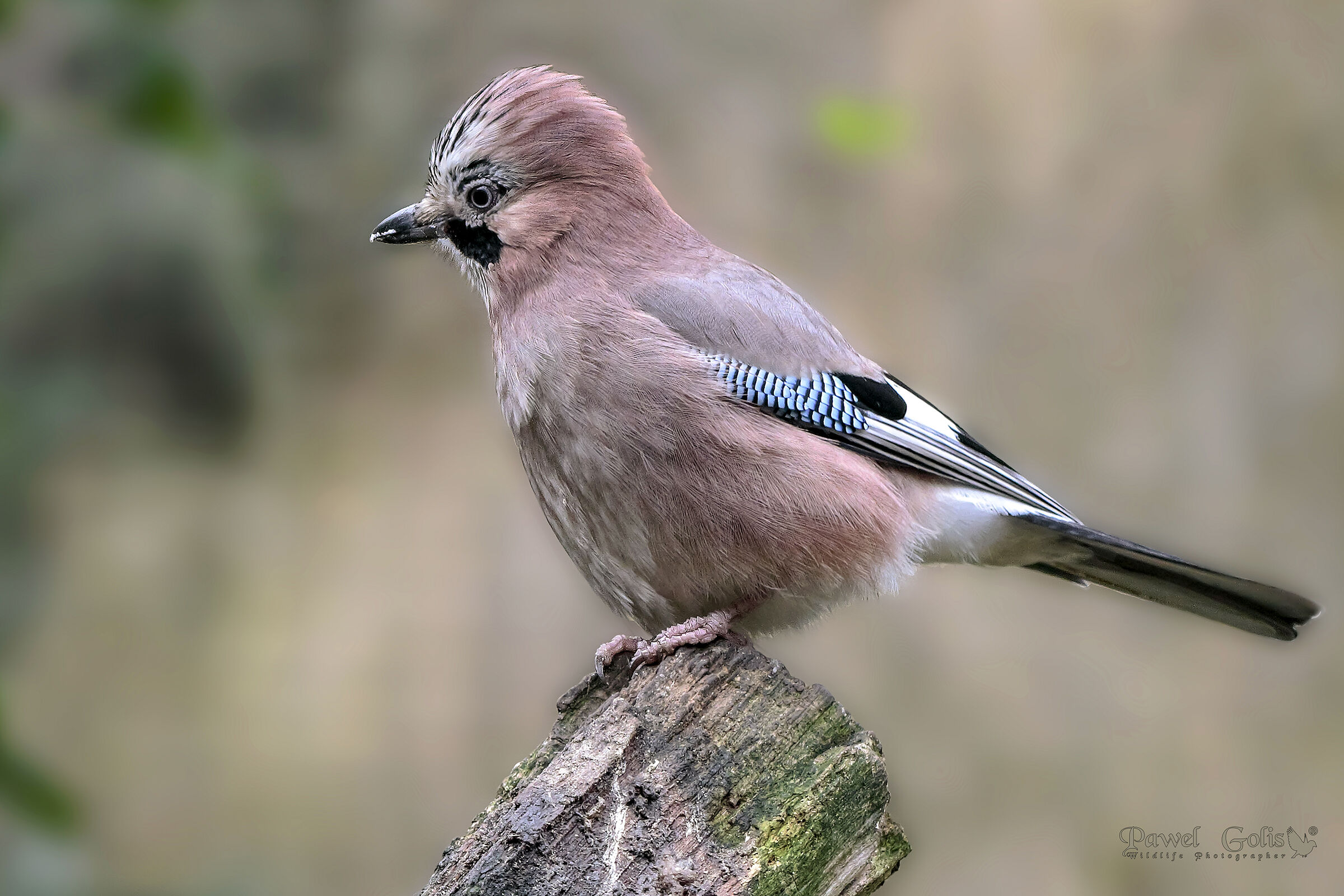 Eurasian jay (Garrulus glandarius)