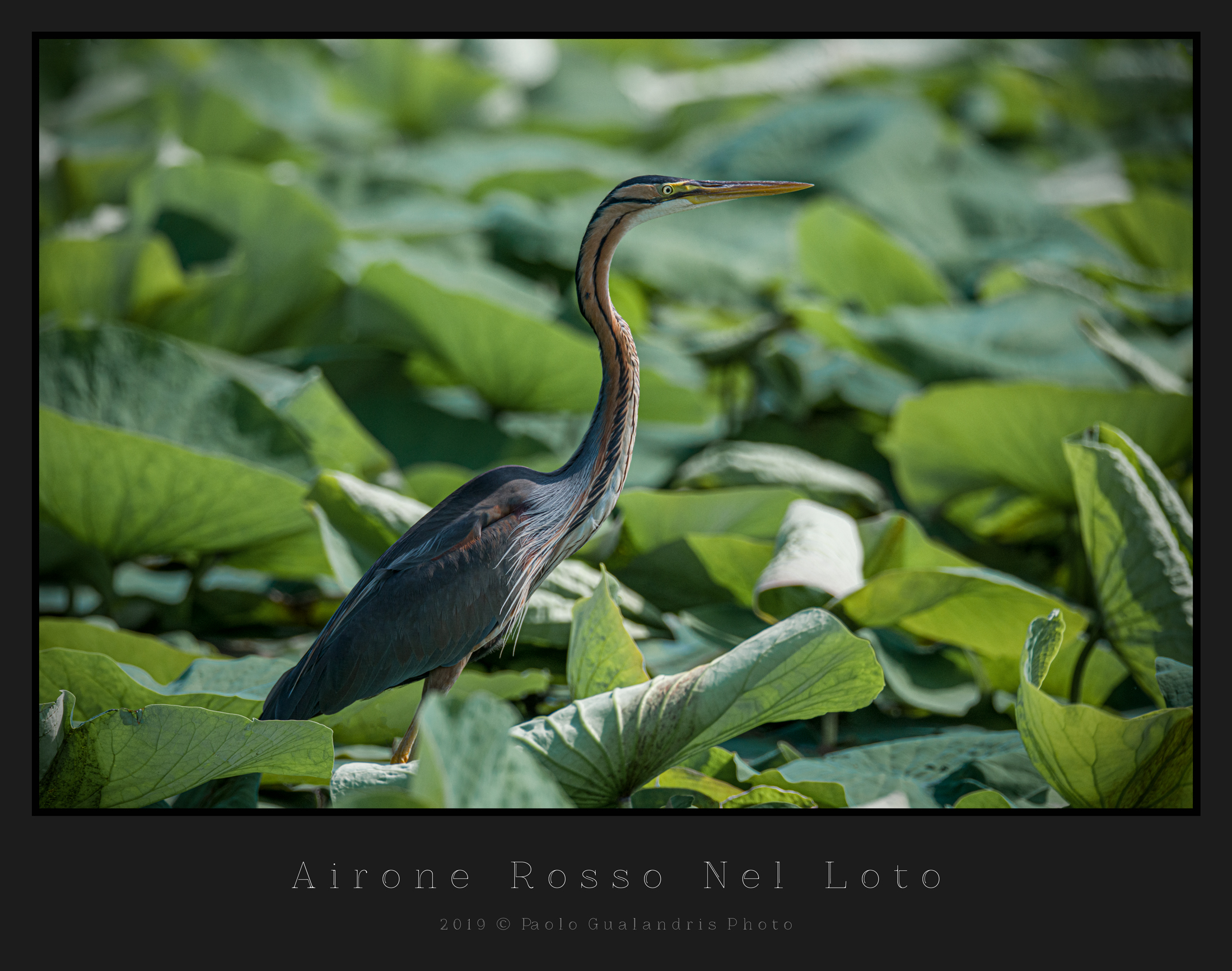 Red Heron In The Loto
