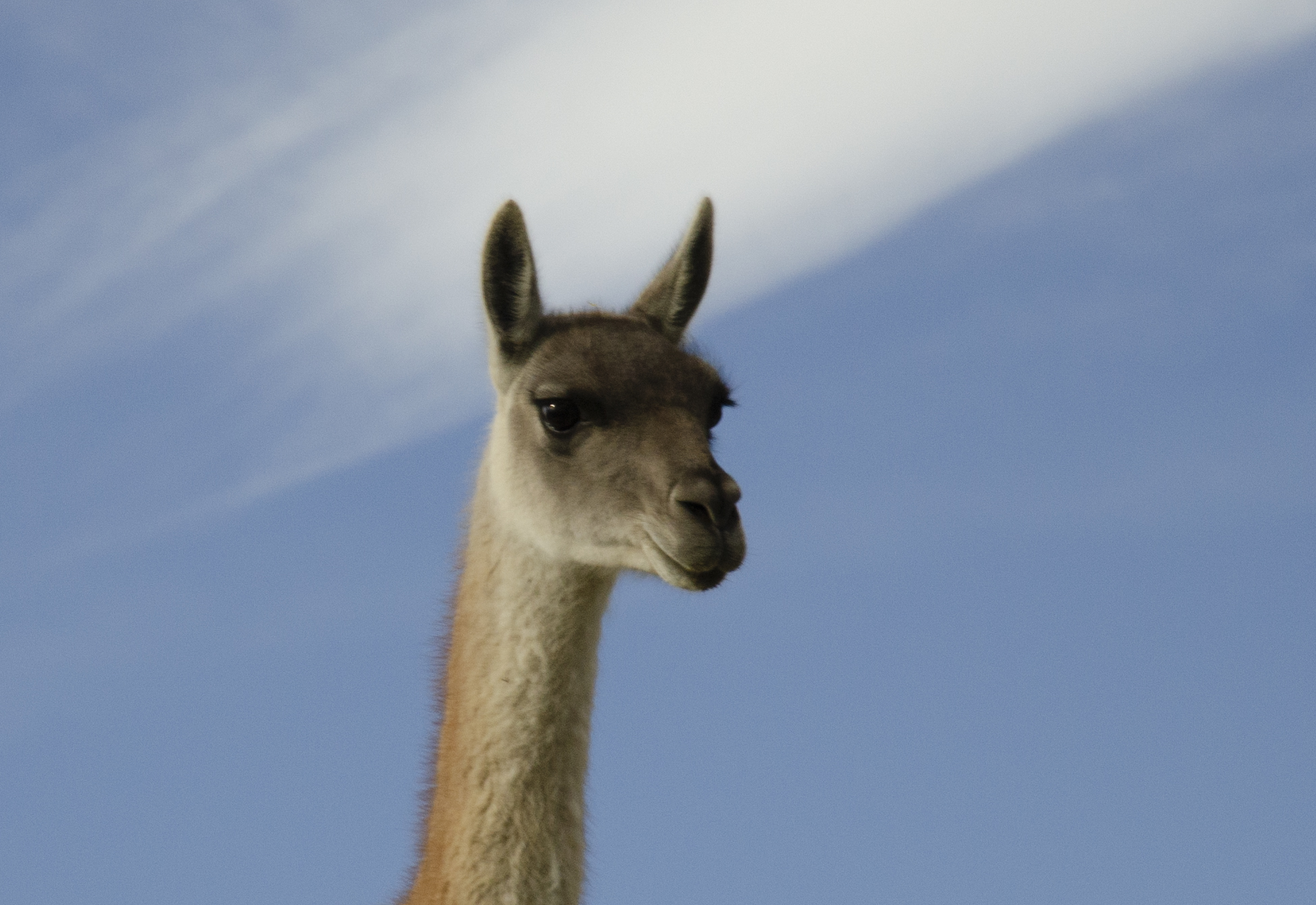 Ciao io sono il Guanaco