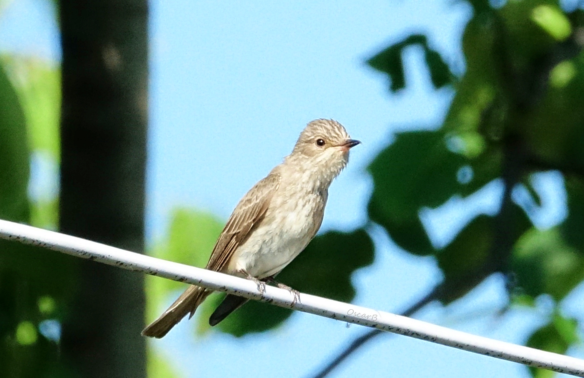 The Fly-takers 27.06.19