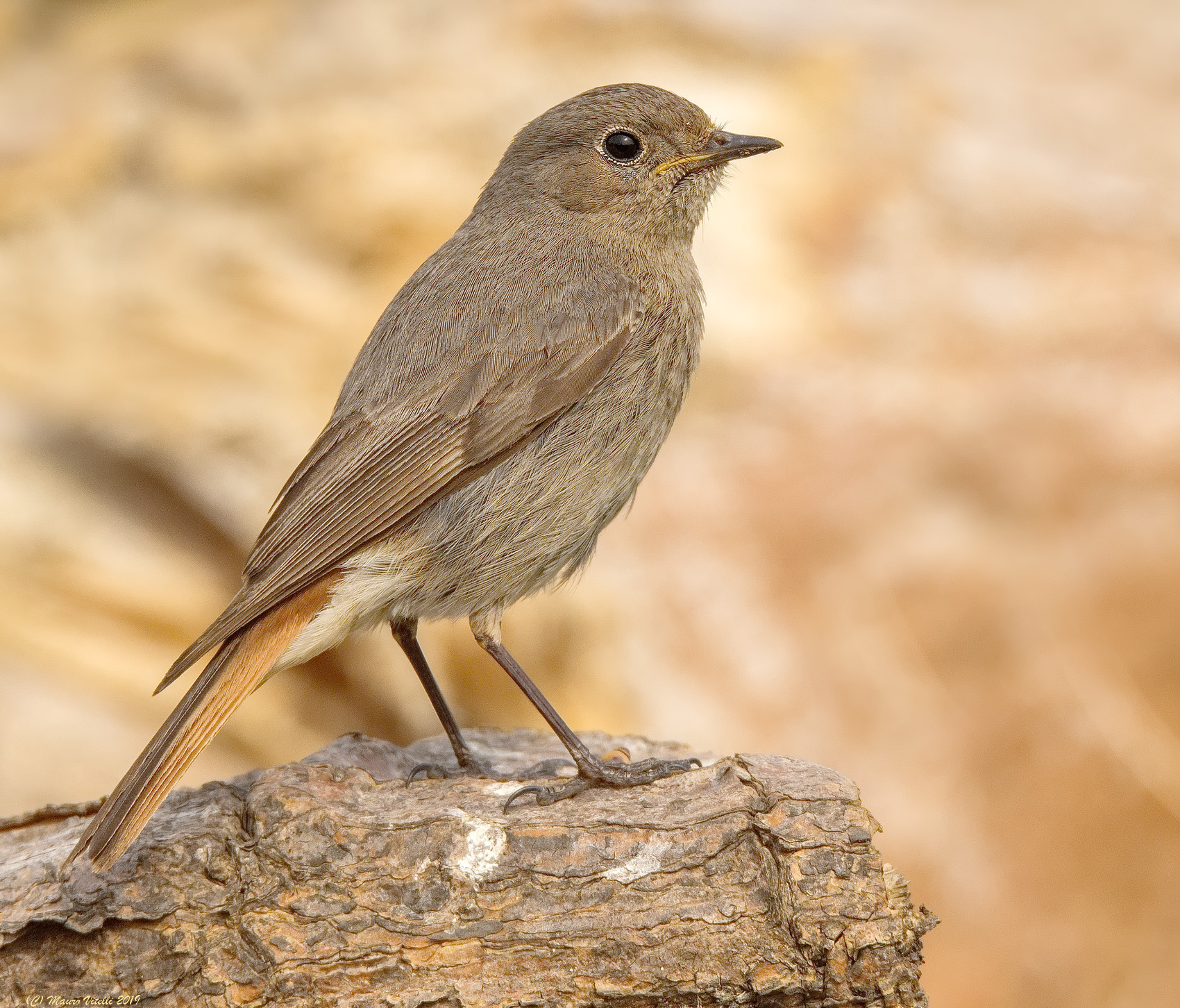 Codirosso chimney sweep (Phoenicurus ochruros)