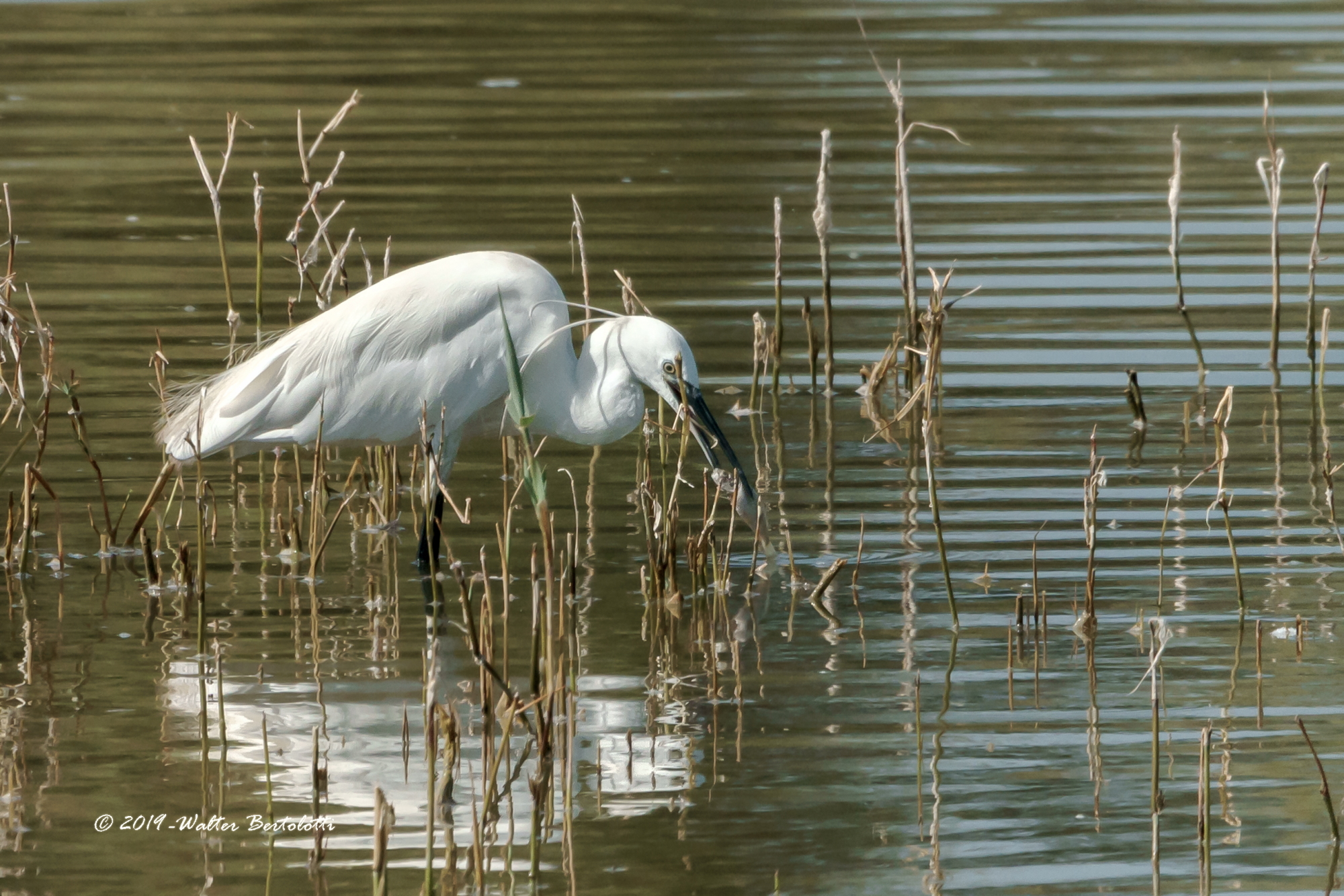 la pesca della garzetta