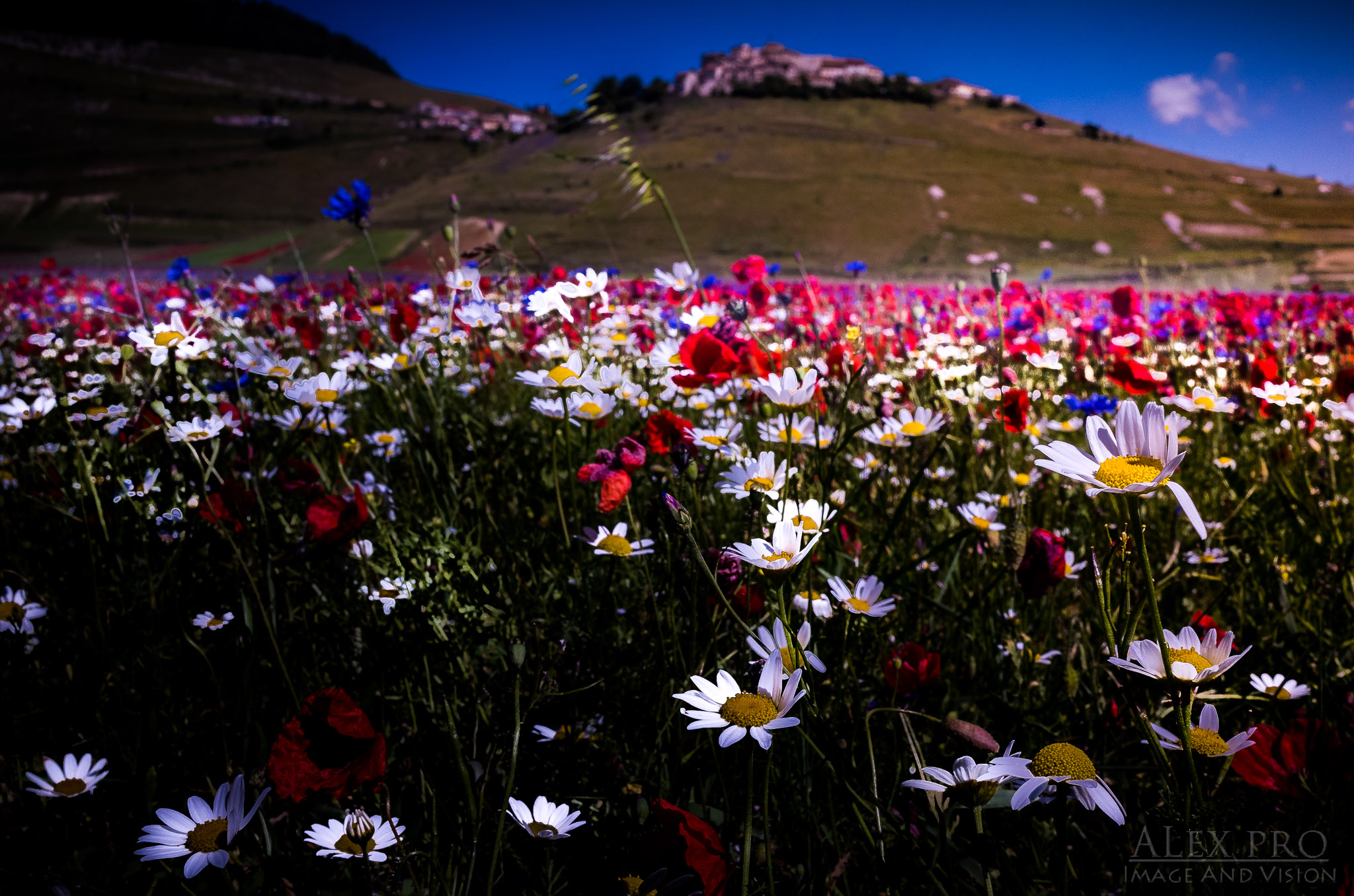 Fioritura di Catelluccio di Norcia