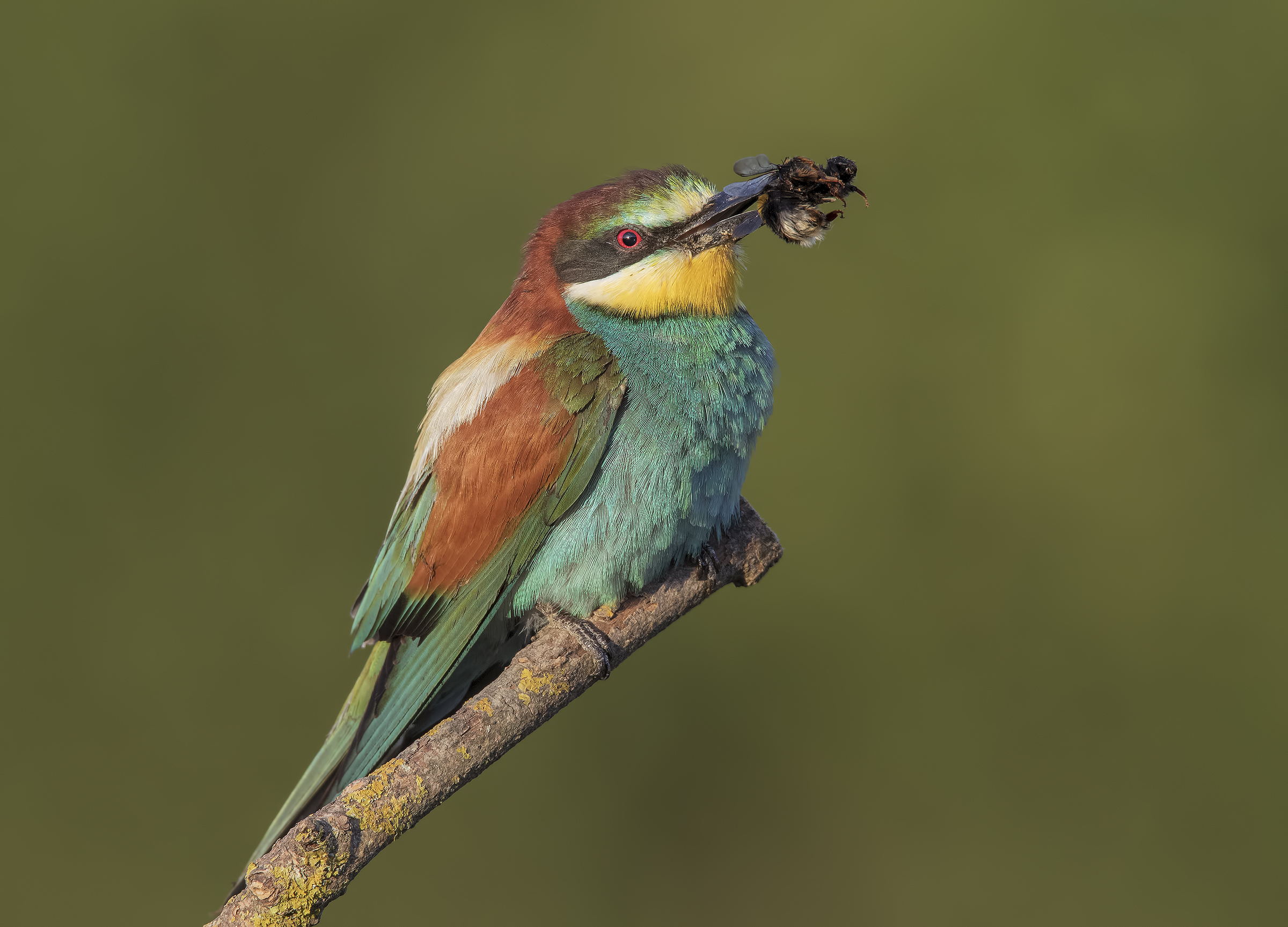 IL Gruccione ed il Bombo