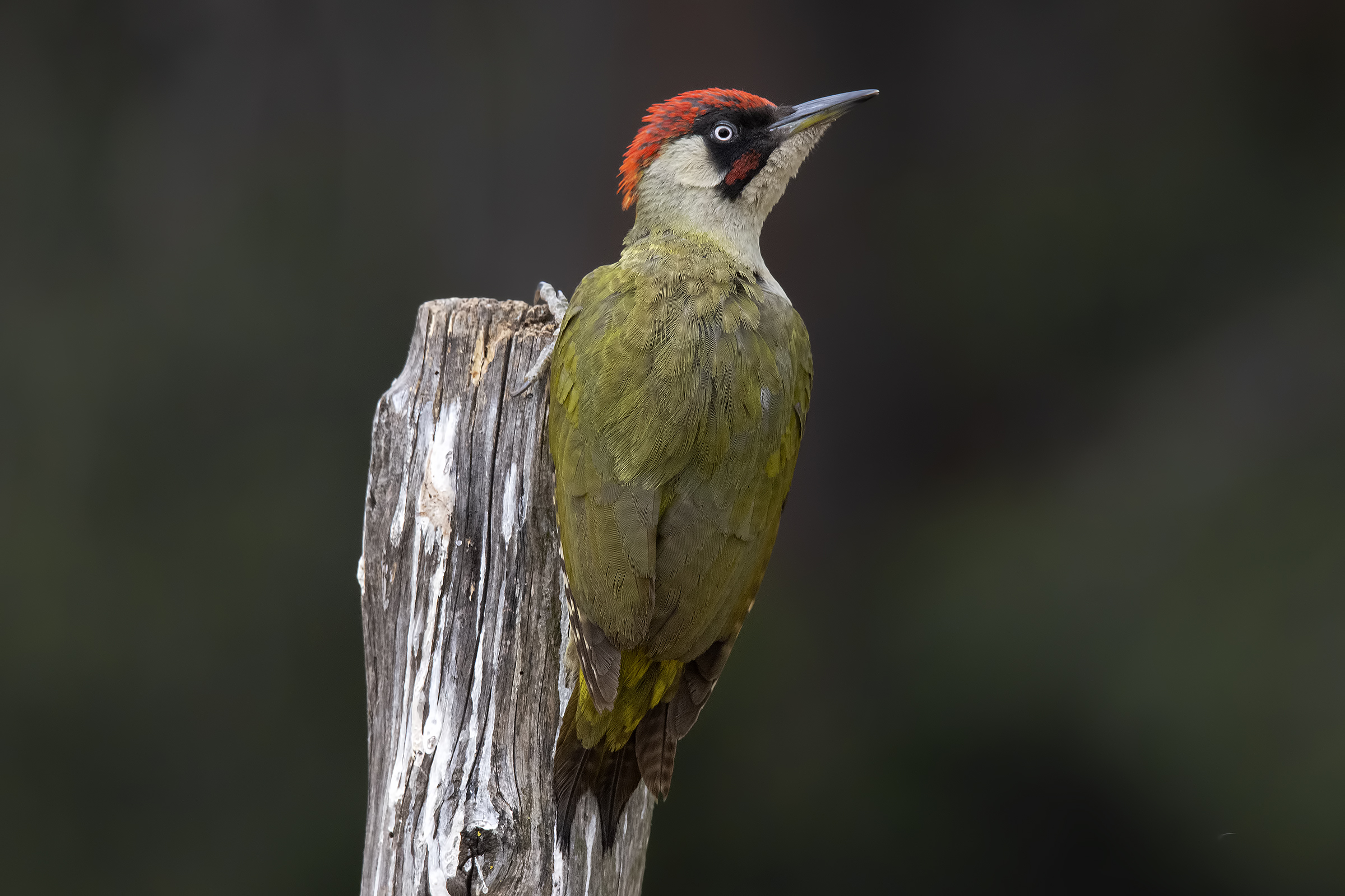 Male green woodpecker