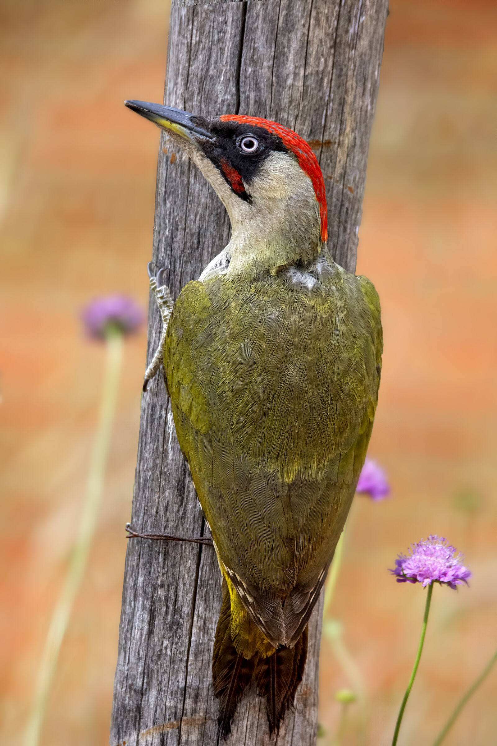 Male green woodpecker