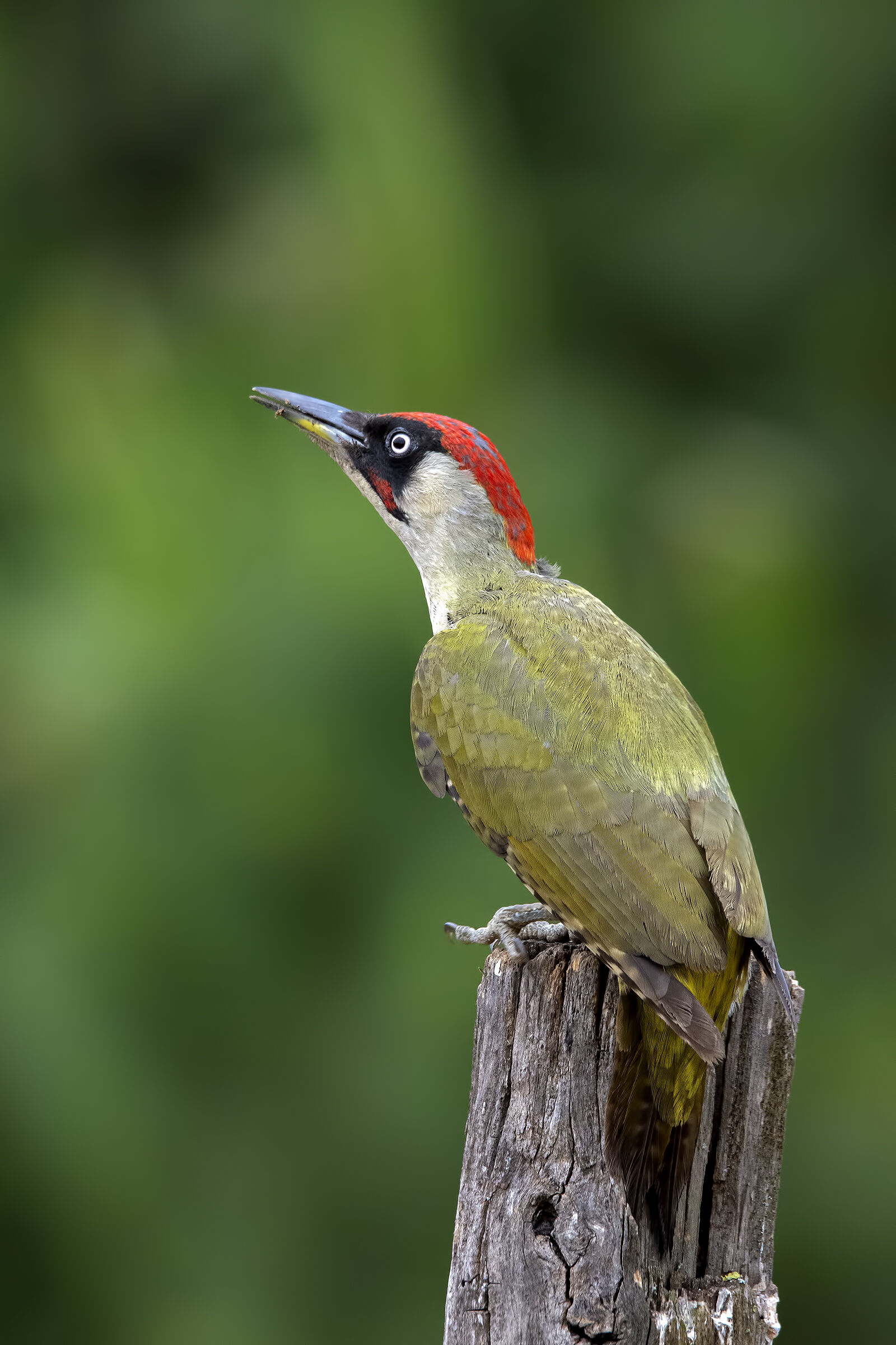 Male green woodpecker