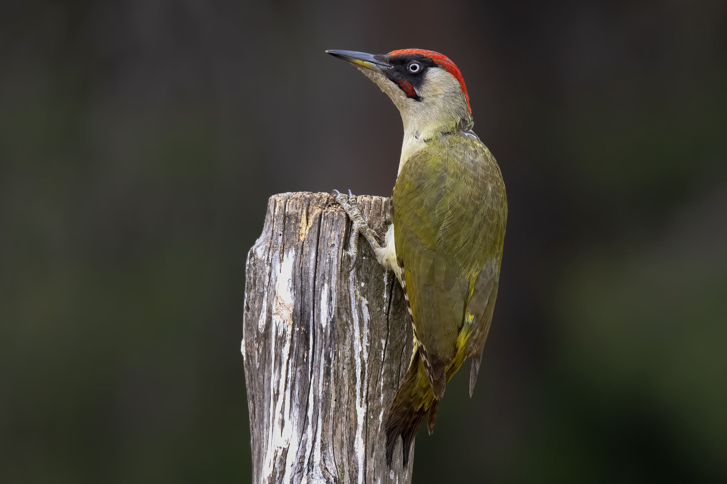 Male green woodpecker
