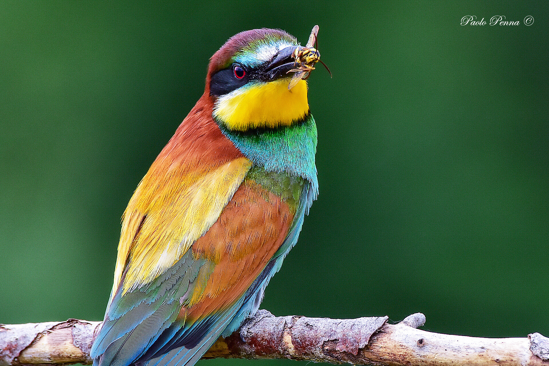 portrait of a gruccione