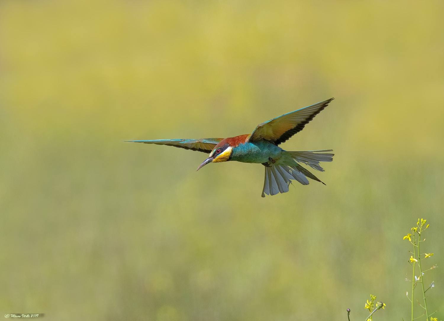 Bee-eater