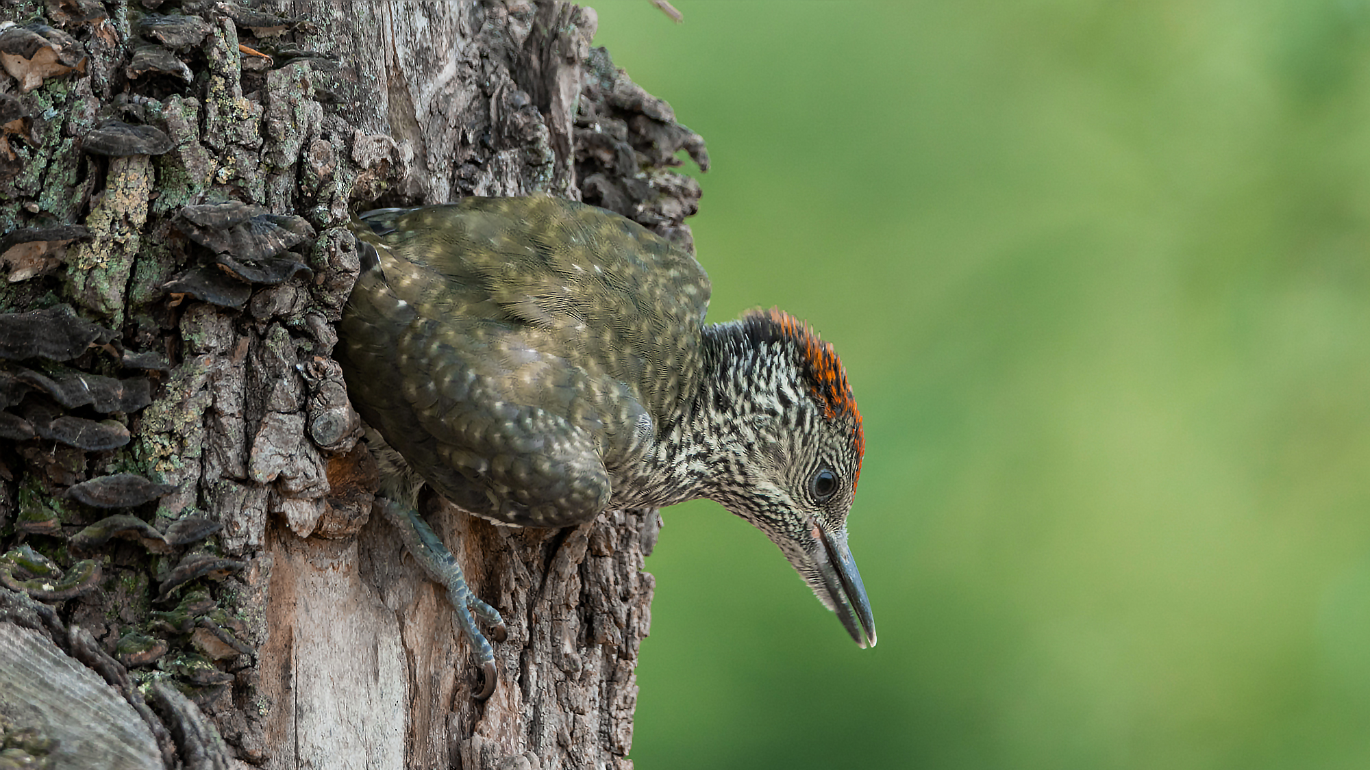 Green Woodpecker