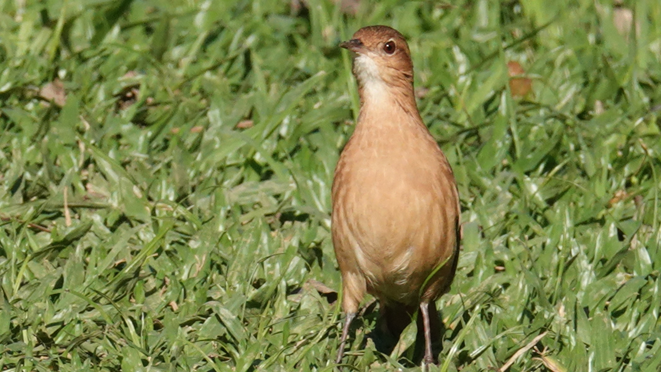 Passerigno du brasiu