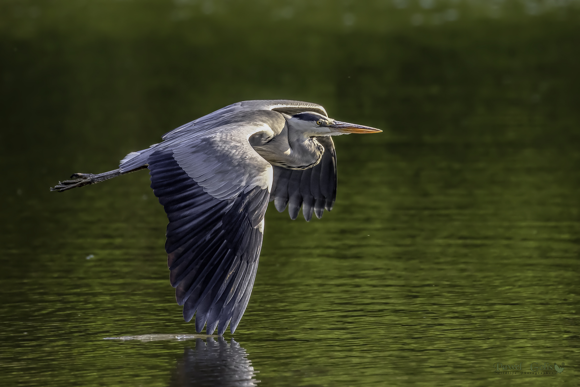 Aironi grigi (Ardea cinerea) in Fly